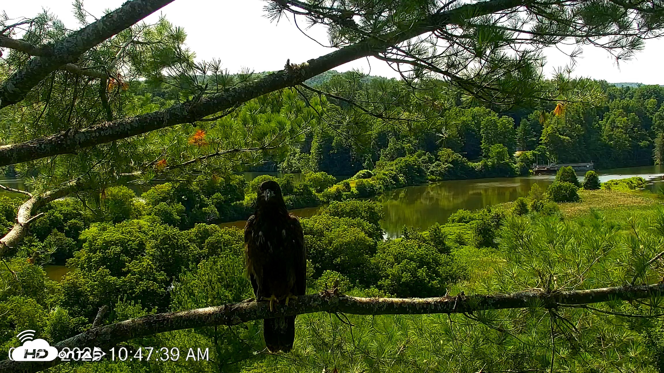 Snapshot of VINS Bald Eagles Nest Live Cams taken Jul 23, 2026, 10:48am EDT