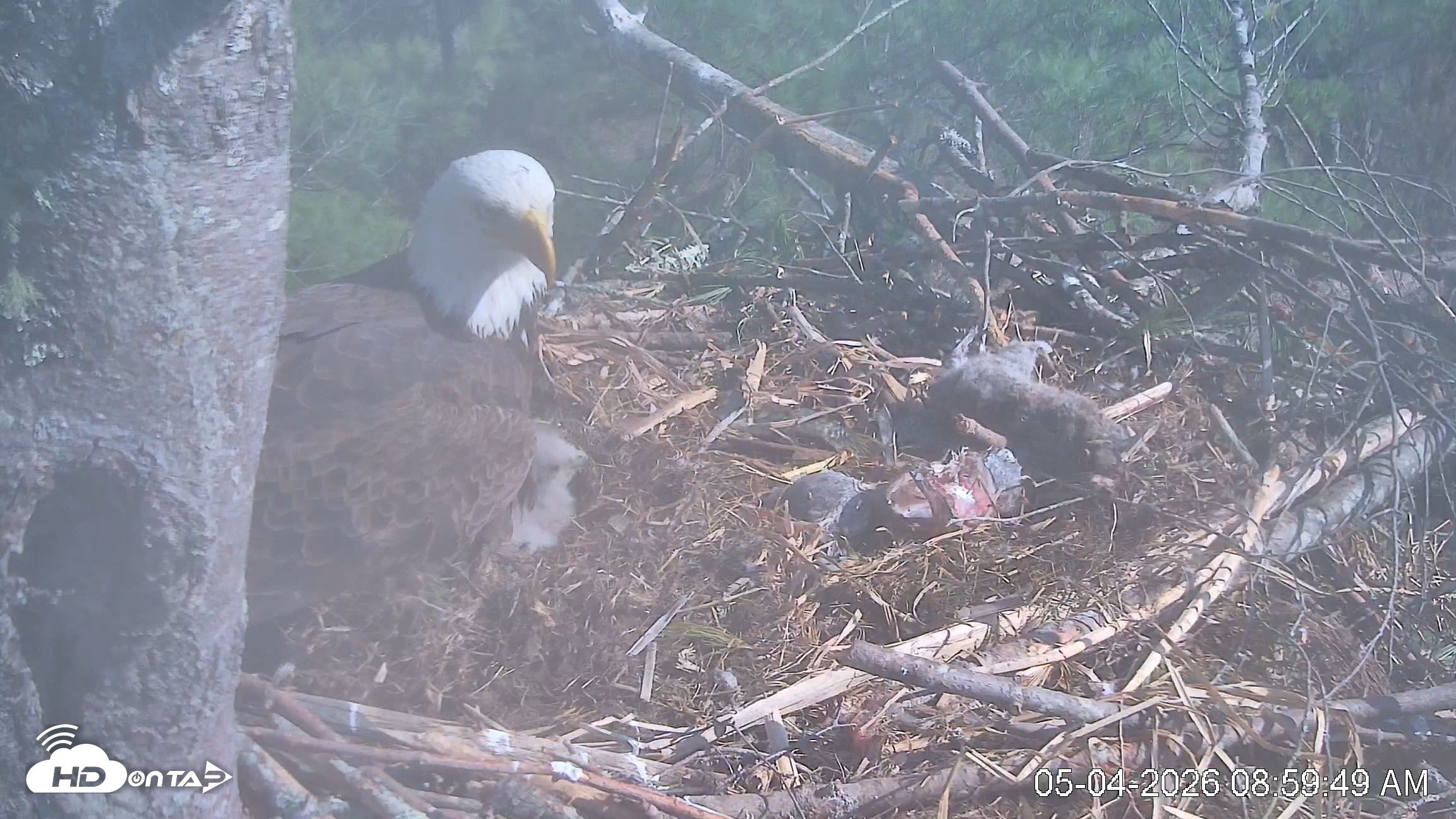 Snapshot of VINS Bald Eagles Nest Live Cams taken May 4, 2026, 9:00am EDT
