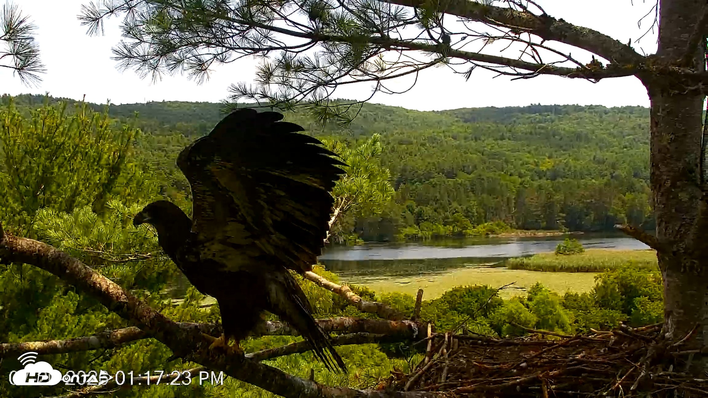 Snapshot of VINS Bald Eagles Nest Live Cams taken Jul 20, 2026, 1:18pm EDT