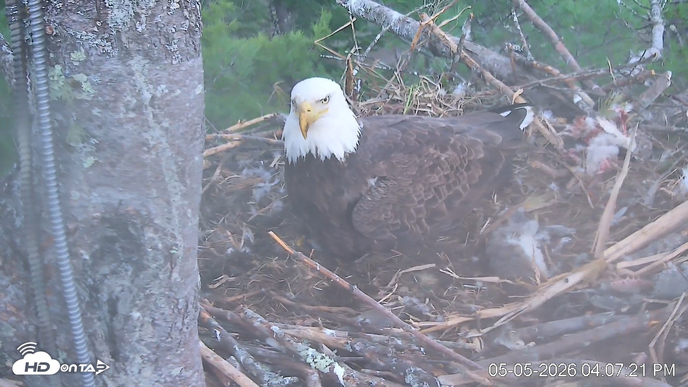 Snapshot of VINS Bald Eagles Nest Live Cams taken May 5, 2026, 4:08pm EDT