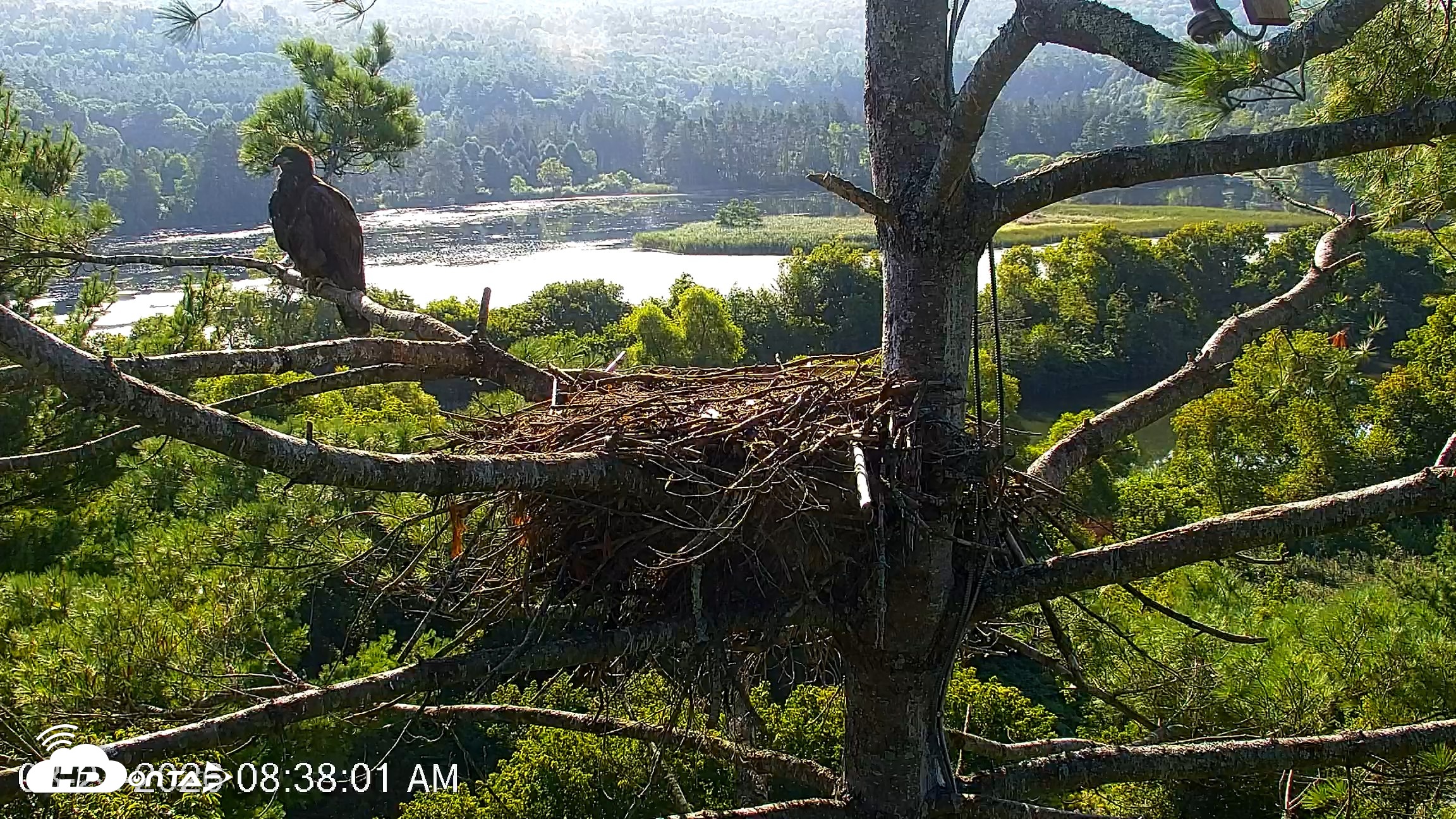Snapshot of VINS Bald Eagles Nest Live Cams taken Aug 21, 2026, 8:38am EDT
