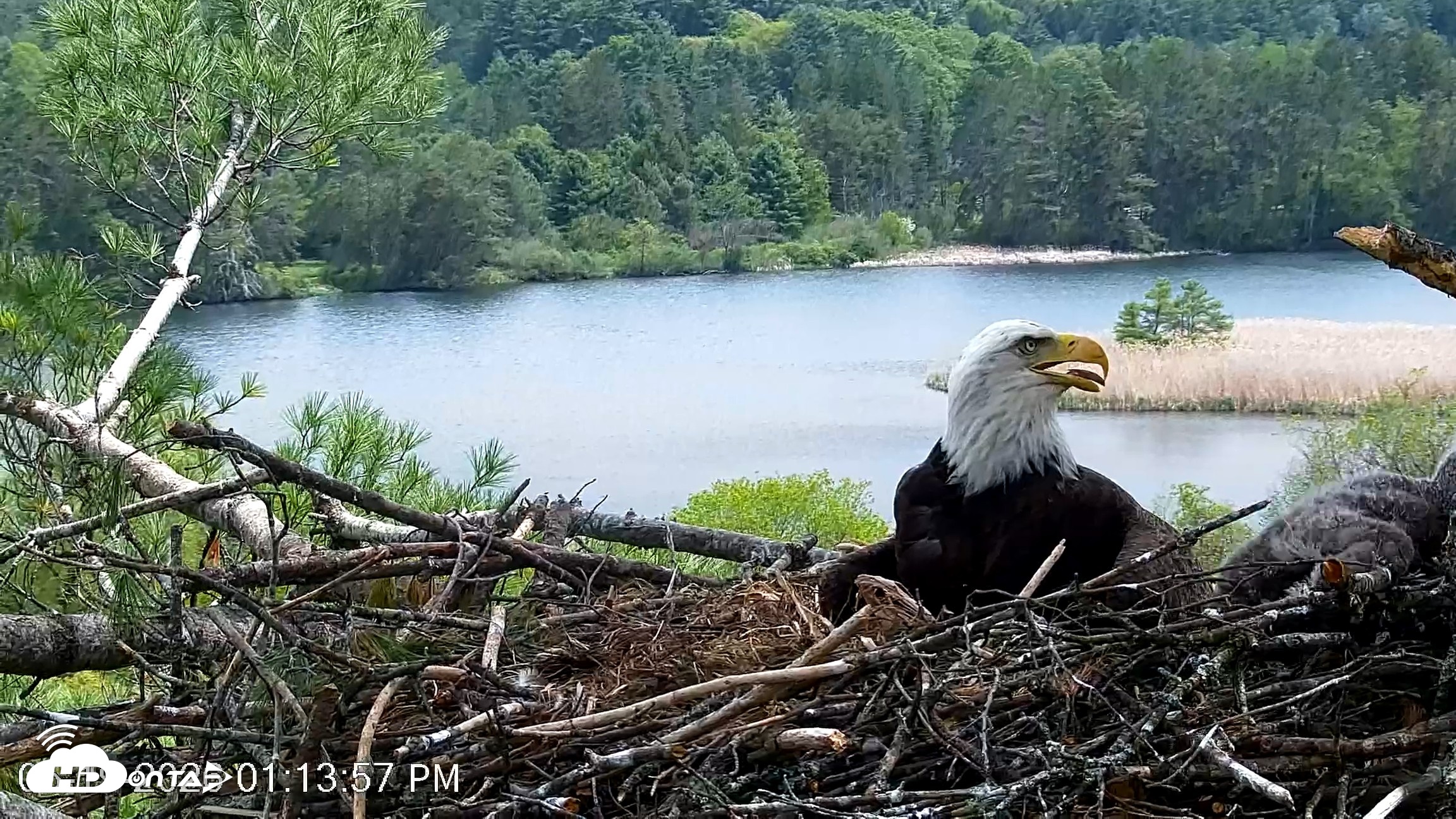 Snapshot of VINS Bald Eagles Nest Live Cams taken May 19, 2026, 1:14pm EDT