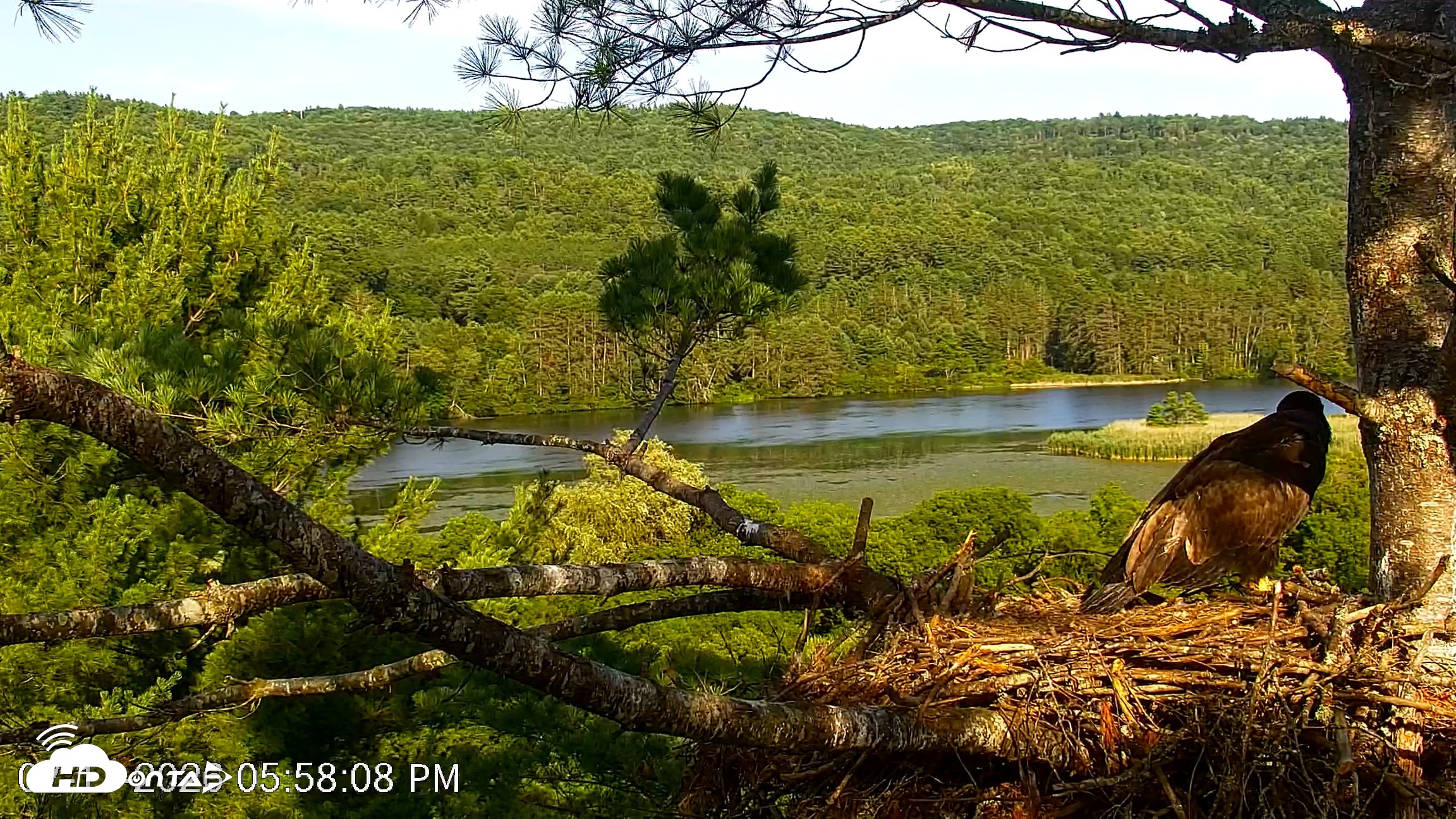 Snapshot of VINS Bald Eagles Nest Live Cams taken Jul 17, 2026, 5:59pm EDT