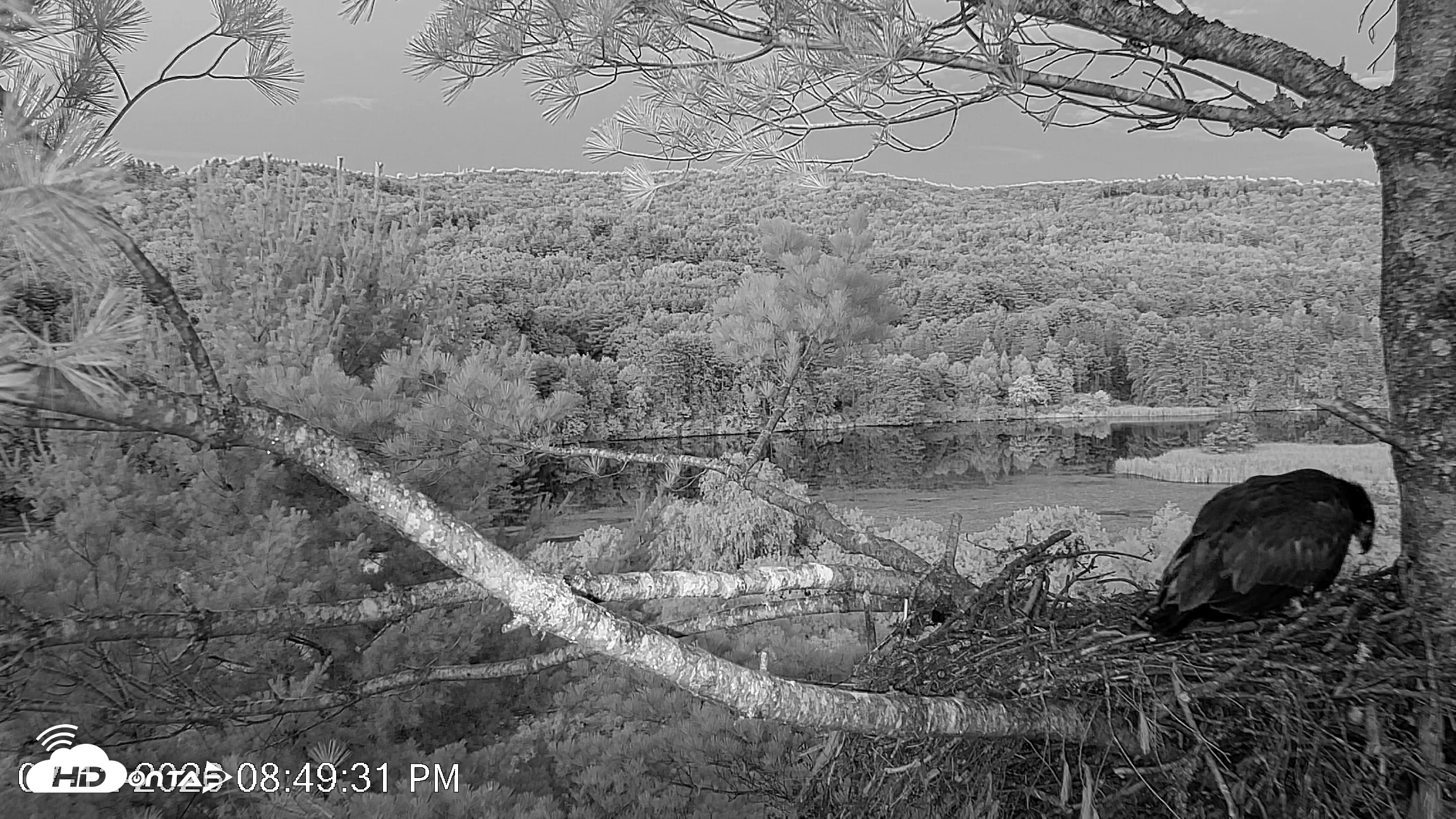 Snapshot of VINS Bald Eagles Nest Live Cams taken Jul 12, 2026, 8:51pm EDT