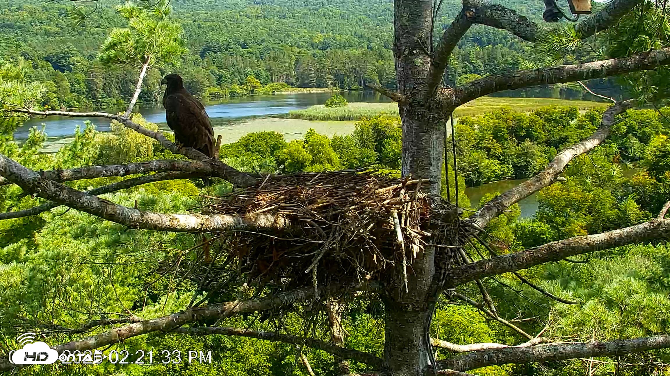 Snapshot of VINS Bald Eagles Nest Live Cams taken Aug 18, 2026, 2:22pm EDT