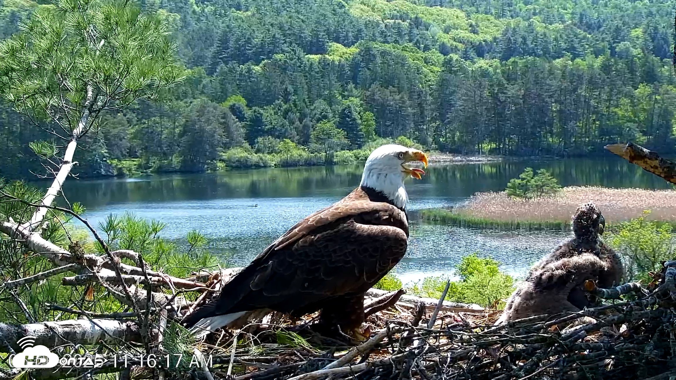 Snapshot of VINS Bald Eagles Nest Live Cams taken May 26, 2026, 11:16am EDT