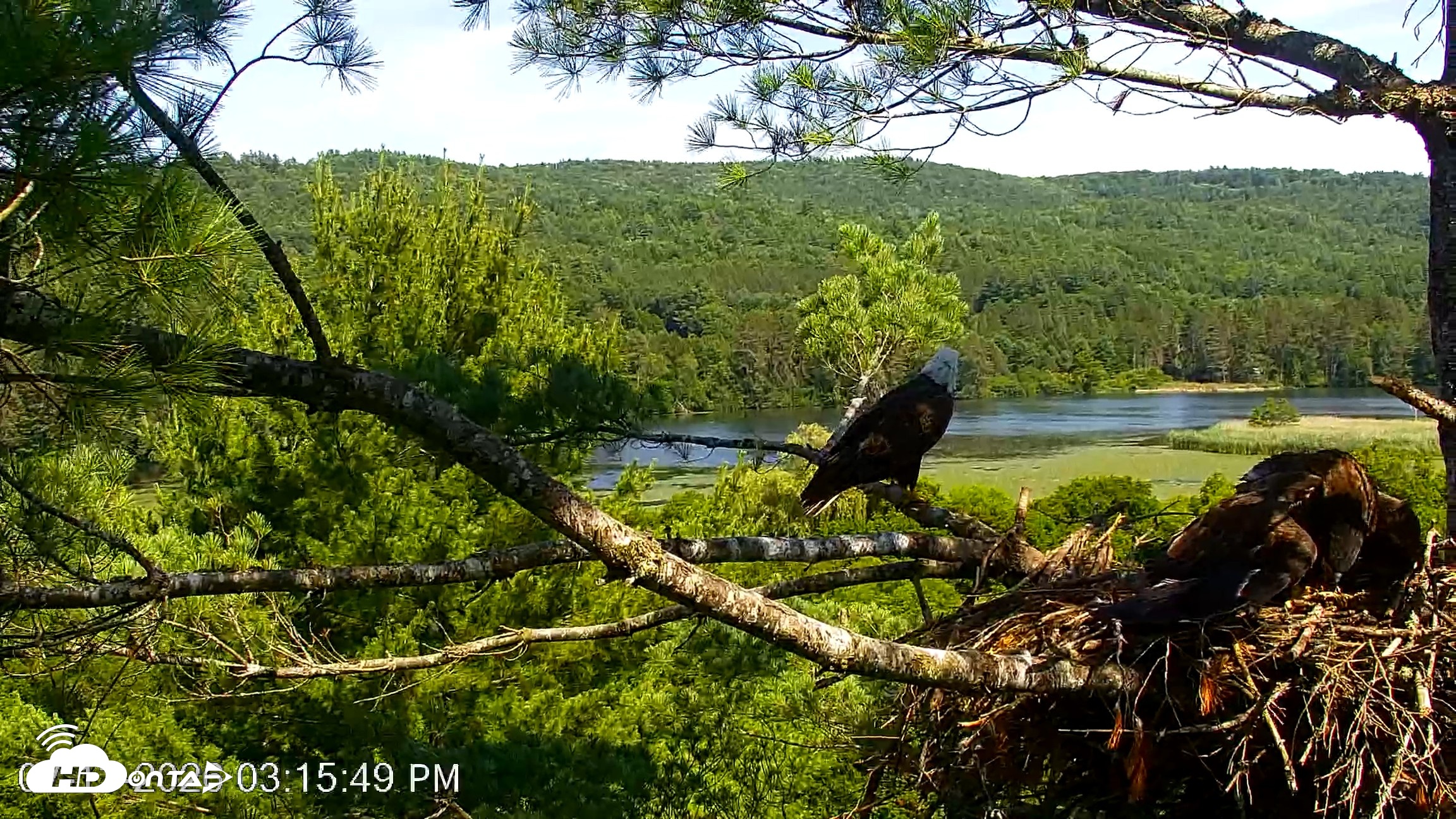 Snapshot of VINS Bald Eagles Nest Live Cams taken Jul 13, 2026, 3:16pm EDT