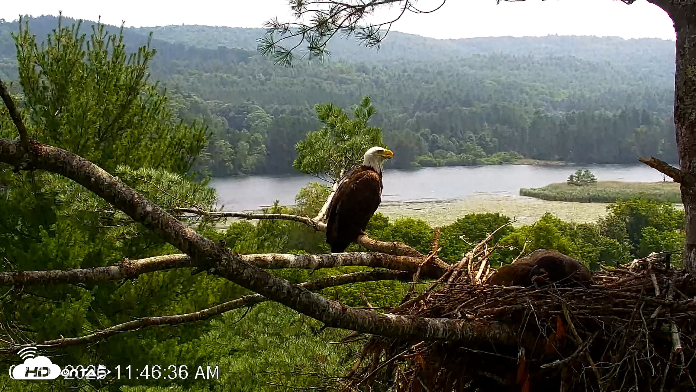 Snapshot of VINS Bald Eagles Nest Live Cams taken Jul 16, 2026, 11:47am EDT