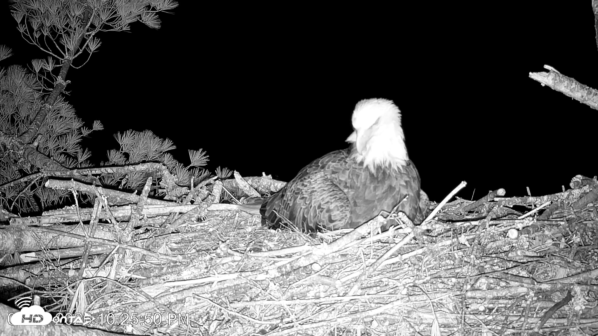 Snapshot of VINS Bald Eagles Nest Live Cams taken May 1, 2026, 10:26pm EDT