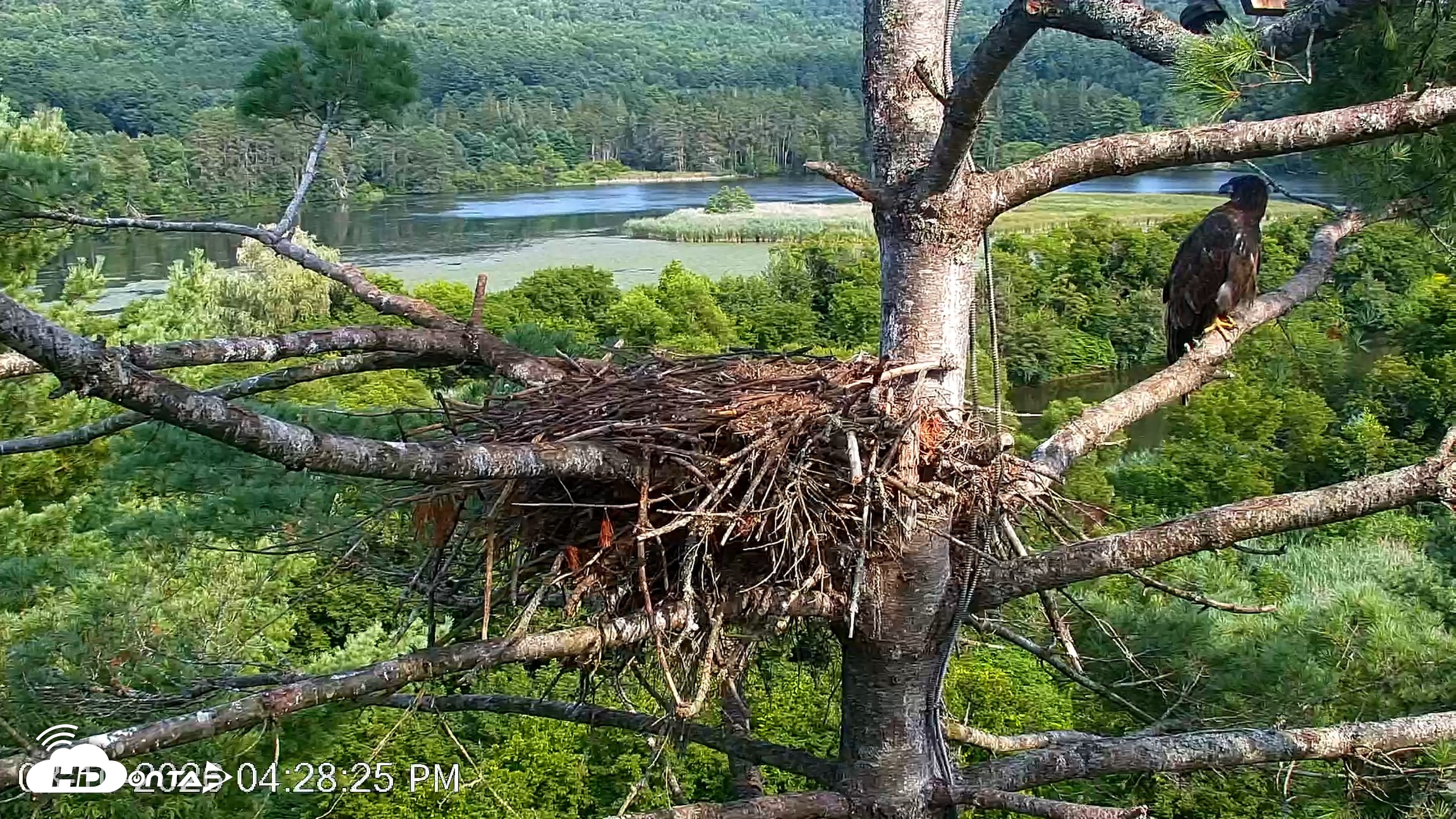 Snapshot of VINS Bald Eagles Nest Live Cams taken Aug 10, 2026, 4:29pm EDT