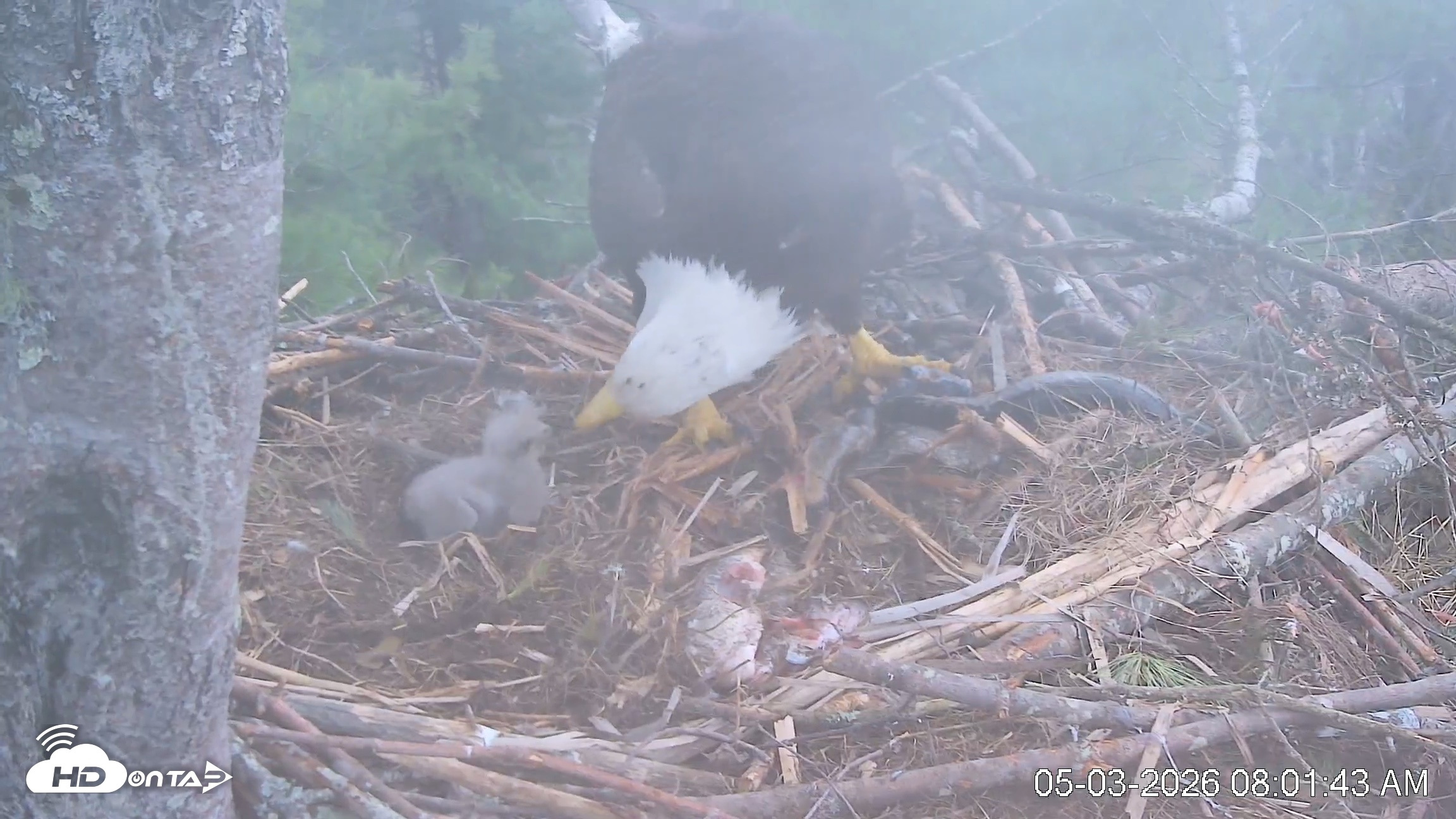 Snapshot of VINS Bald Eagles Nest Live Cams taken May 3, 2026, 8:02am EDT