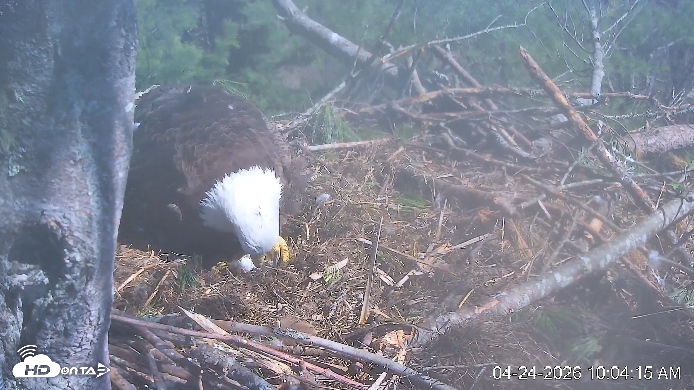 Snapshot of VINS Bald Eagles Nest Live Cams taken Apr 24, 2026, 10:04am EDT