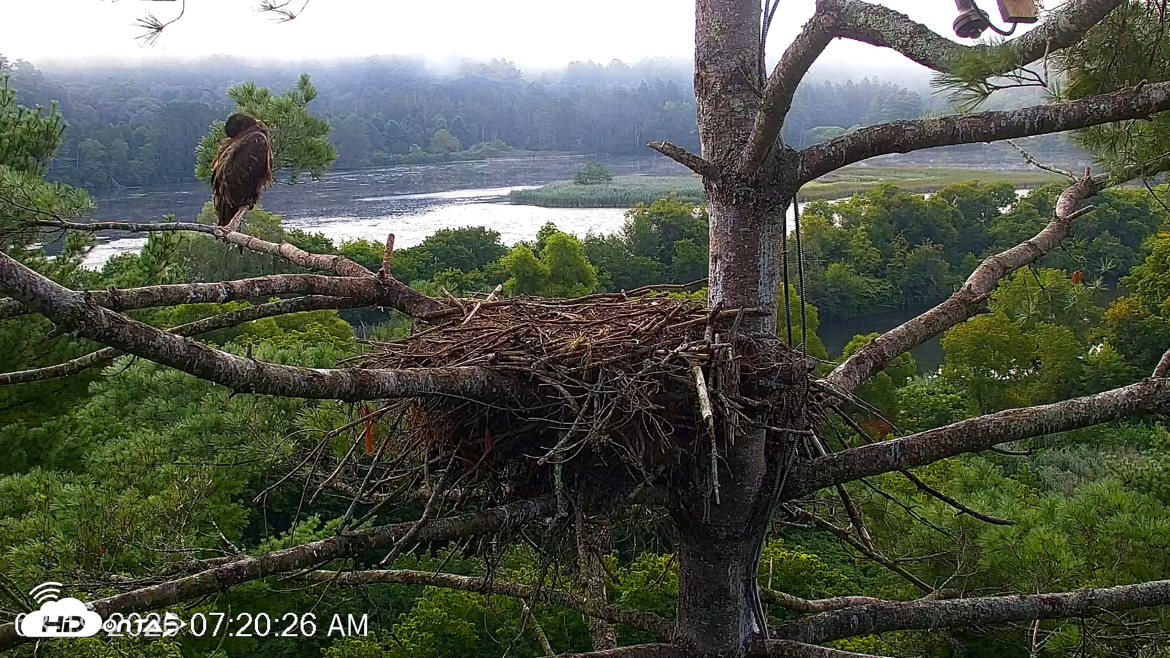 Snapshot of VINS Bald Eagles Nest Live Cams taken Aug 19, 2026, 7:21am EDT