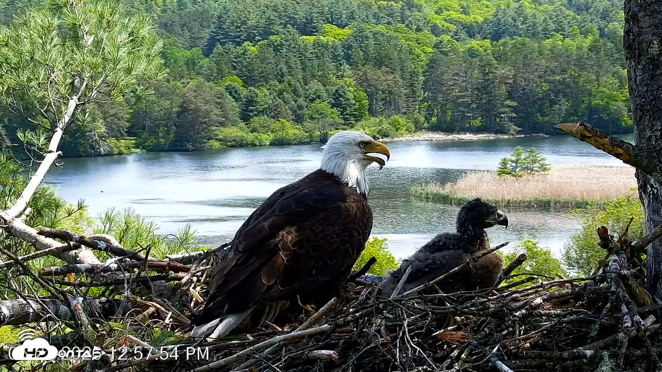 Snapshot of VINS Bald Eagles Nest Live Cams taken May 27, 2026, 12:58pm EDT