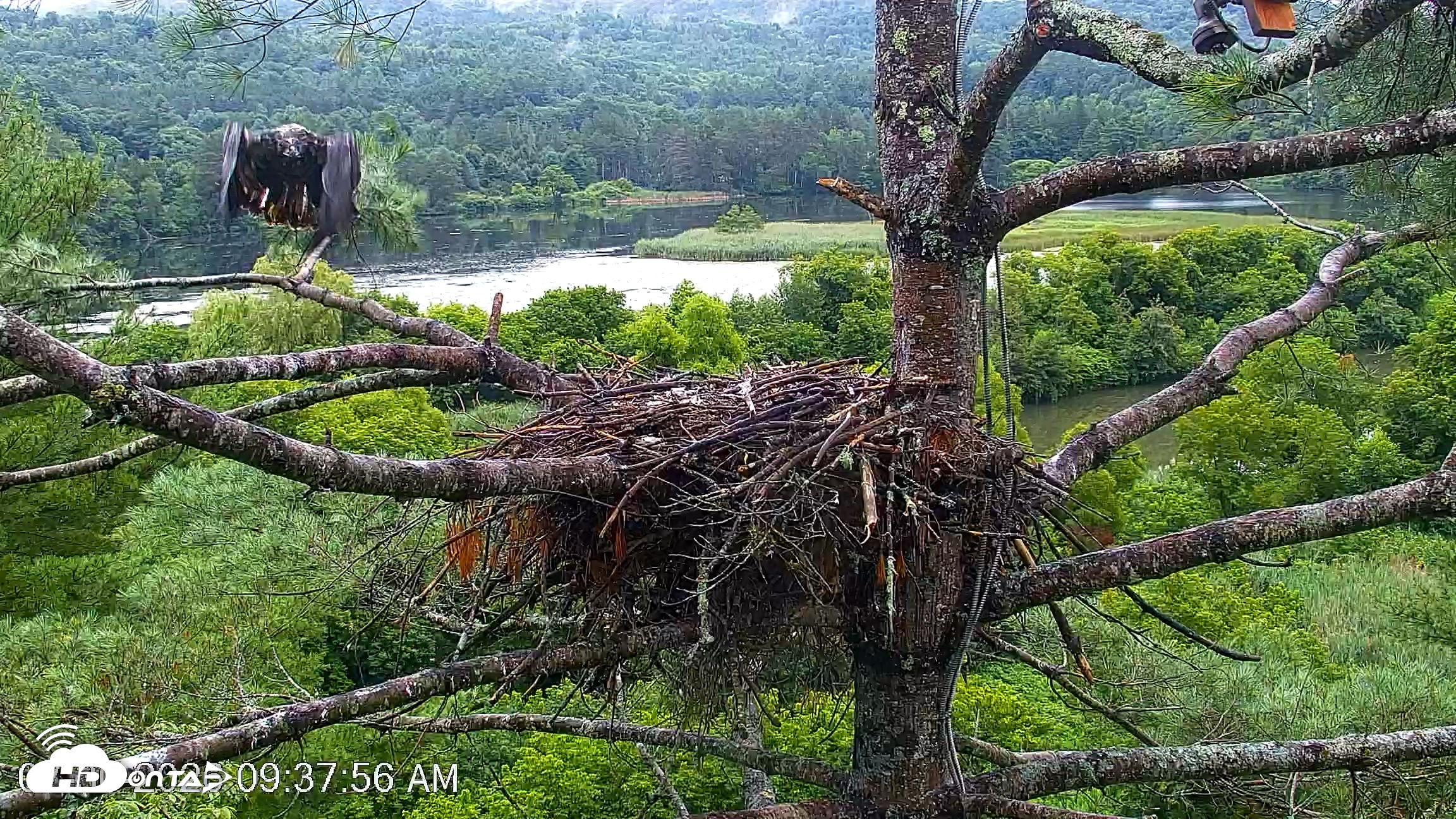 Snapshot of VINS Bald Eagles Nest Live Cams taken Jul 30, 2026, 9:38am EDT