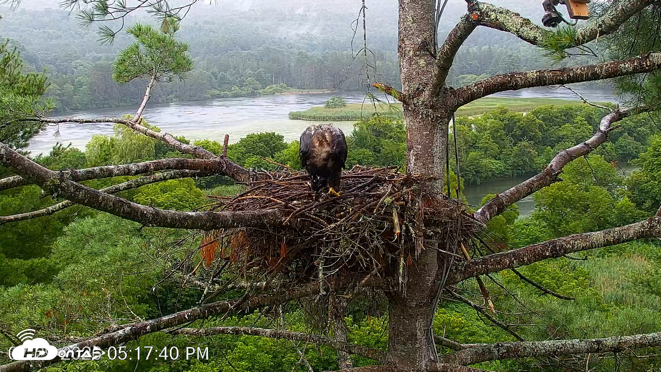 Snapshot of VINS Bald Eagles Nest Live Cams taken Jul 29, 2026, 5:18pm EDT
