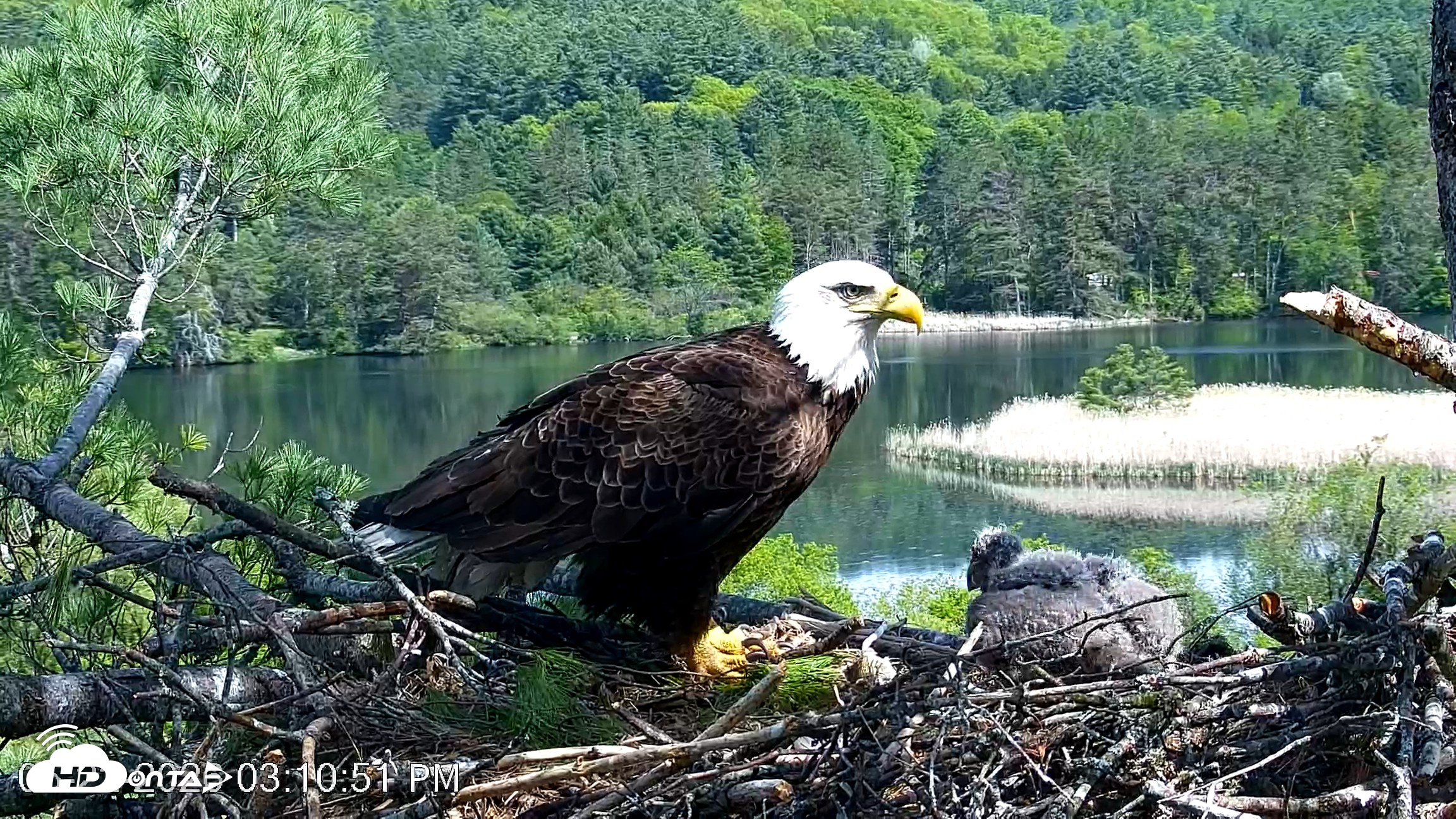 Snapshot of VINS Bald Eagles Nest Live Cams taken May 22, 2026, 3:12pm EDT