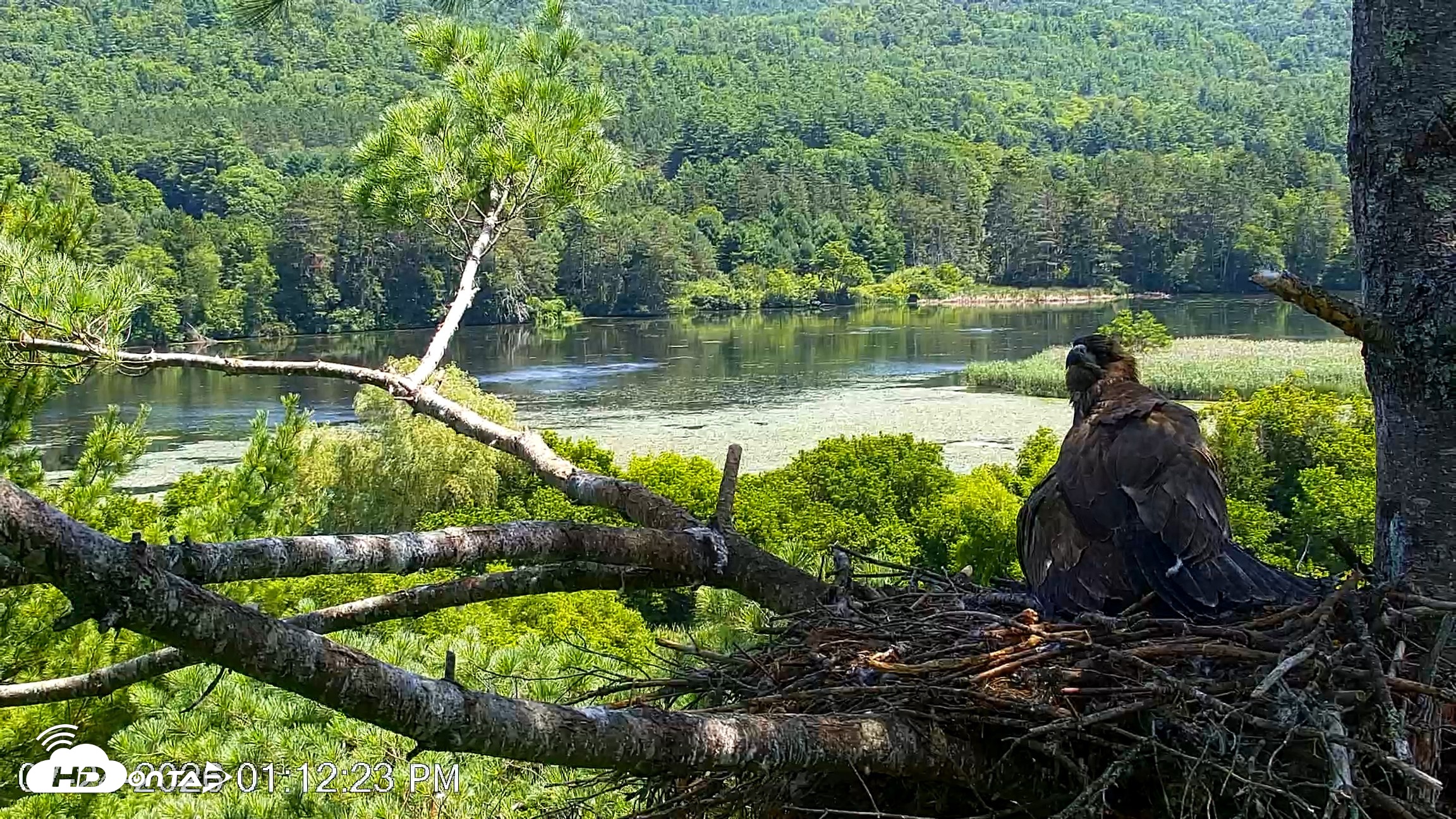 Snapshot of VINS Bald Eagles Nest Live Cams taken Jul 24, 2026, 1:13pm EDT