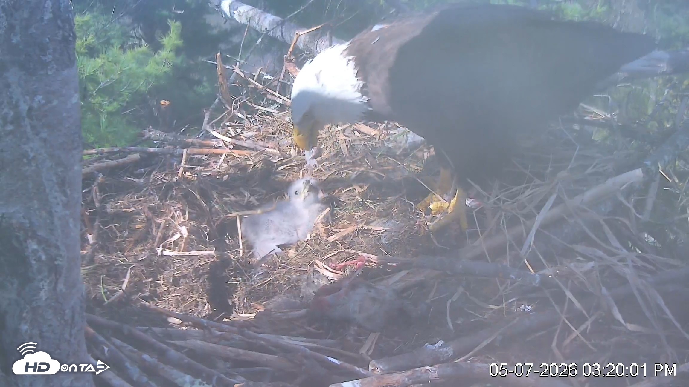 Snapshot of VINS Bald Eagles Nest Live Cams taken May 7, 2026, 3:23pm EDT