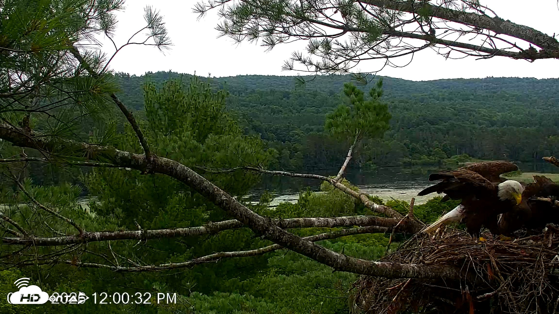 Snapshot of VINS Bald Eagles Nest Live Cams taken Jul 18, 2026, 12:01pm EDT
