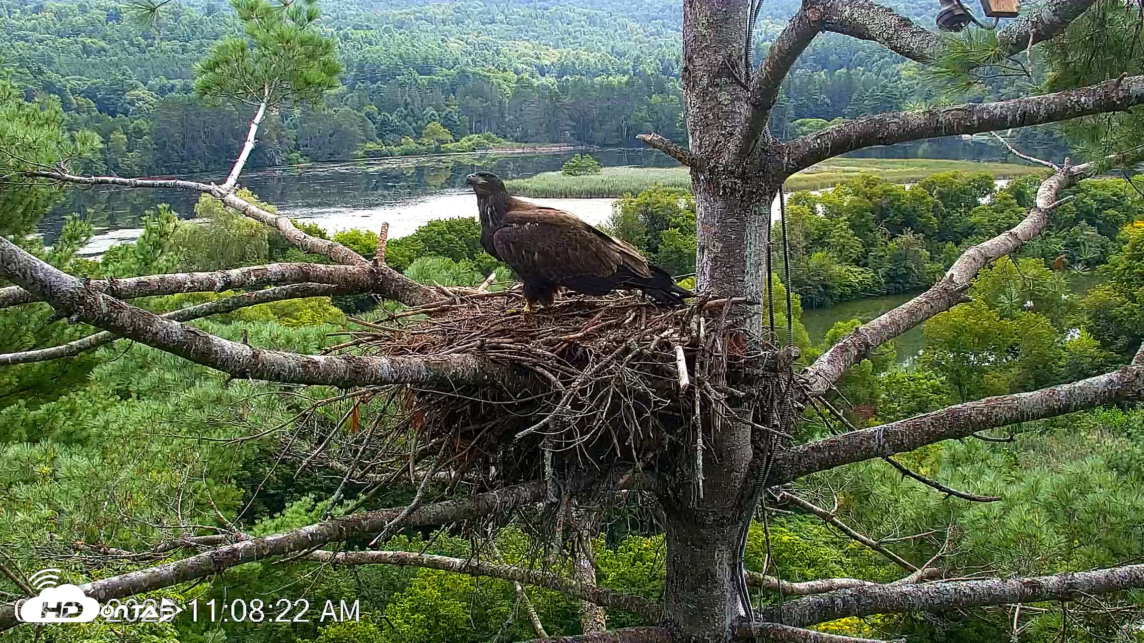 Snapshot of VINS Bald Eagles Nest Live Cams taken Aug 22, 2026, 11:09am EDT