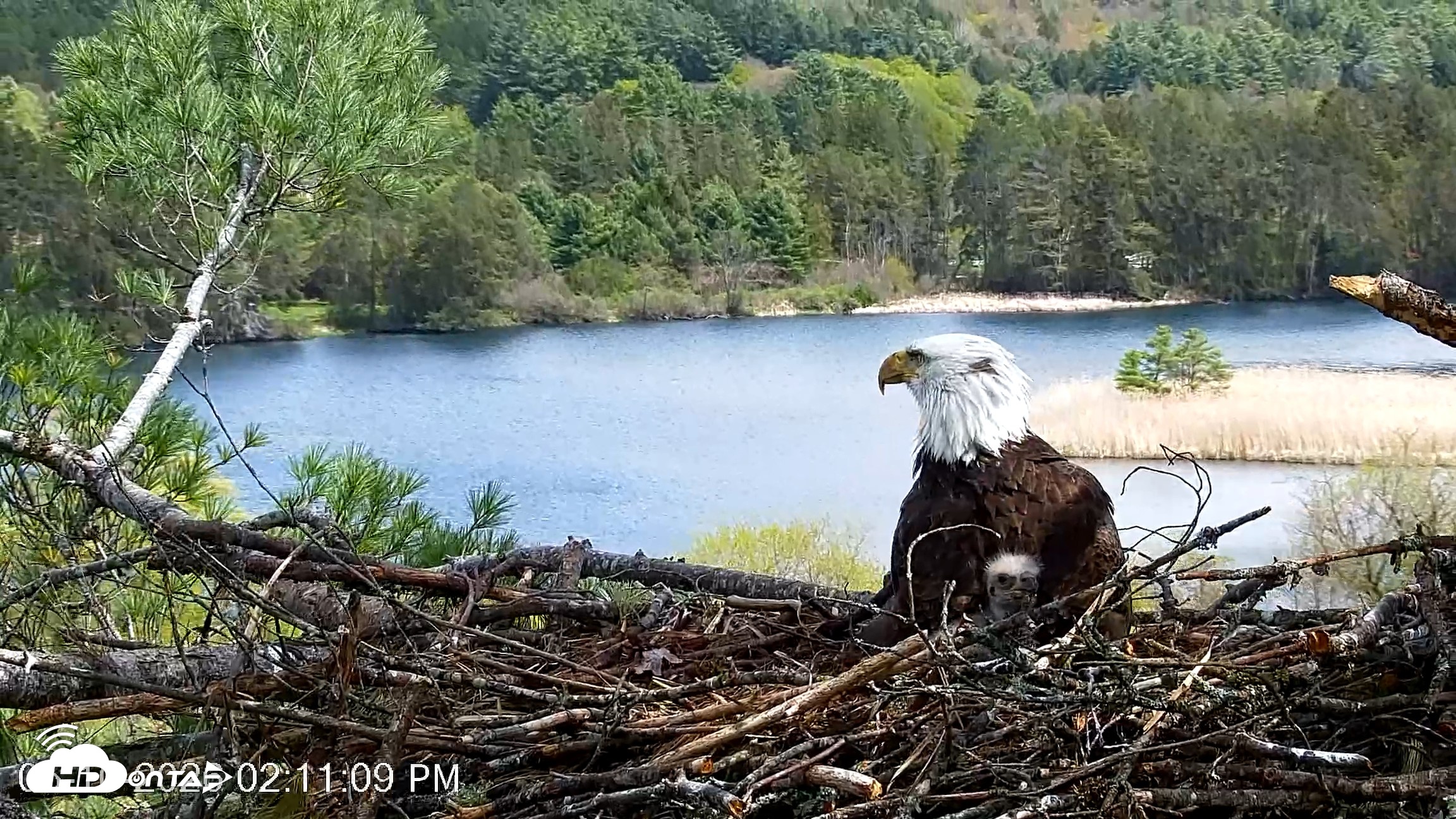 Snapshot of VINS Bald Eagles Nest Live Cams taken May 10, 2026, 2:11pm EDT