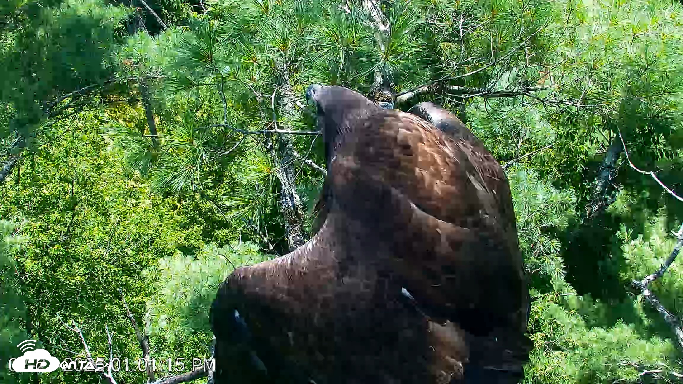 Snapshot of VINS Bald Eagles Nest Live Cams taken Jul 27, 2026, 1:01pm EDT