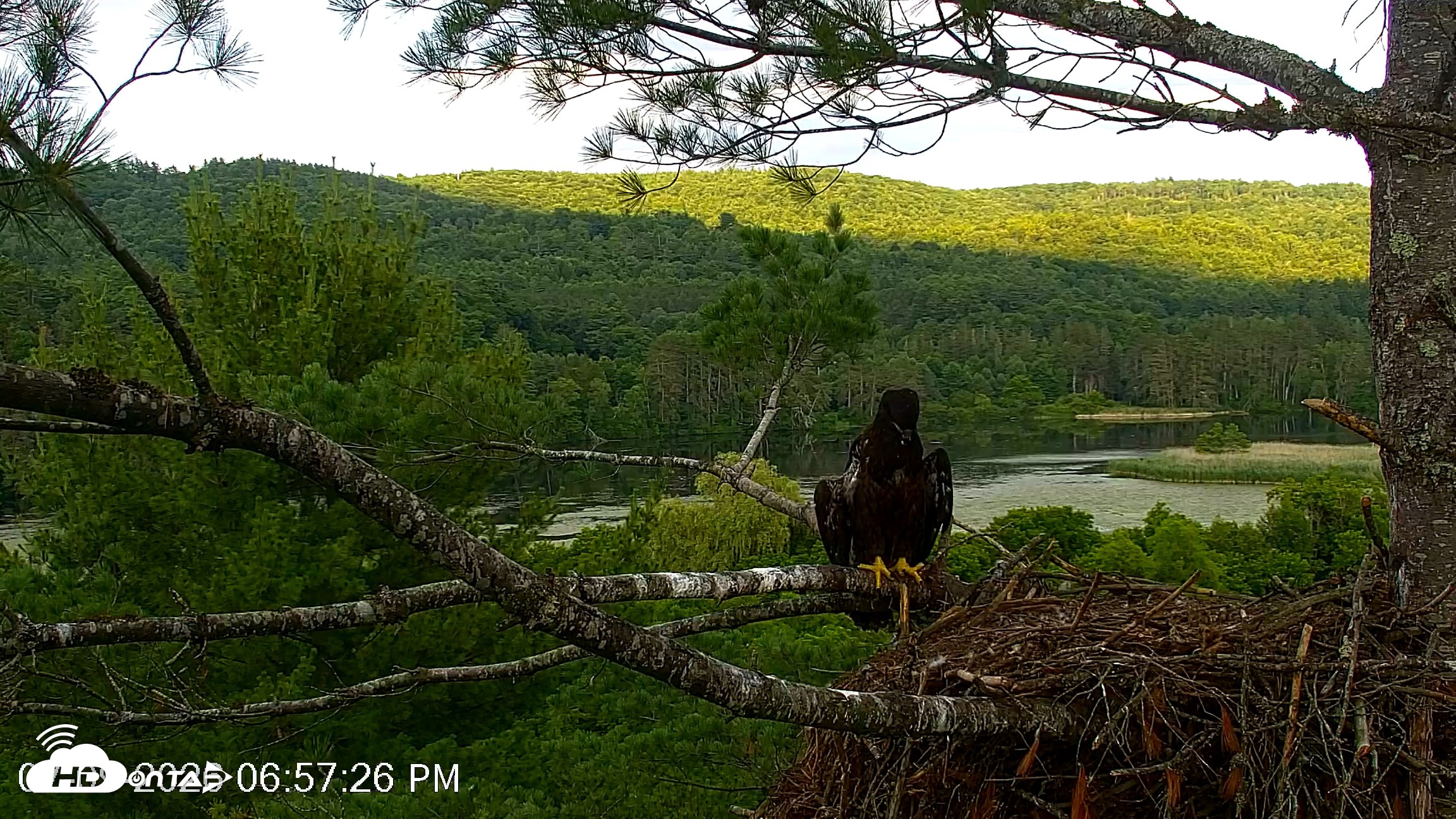 Snapshot of VINS Bald Eagles Nest Live Cams taken Jul 9, 2026, 6:58pm EDT
