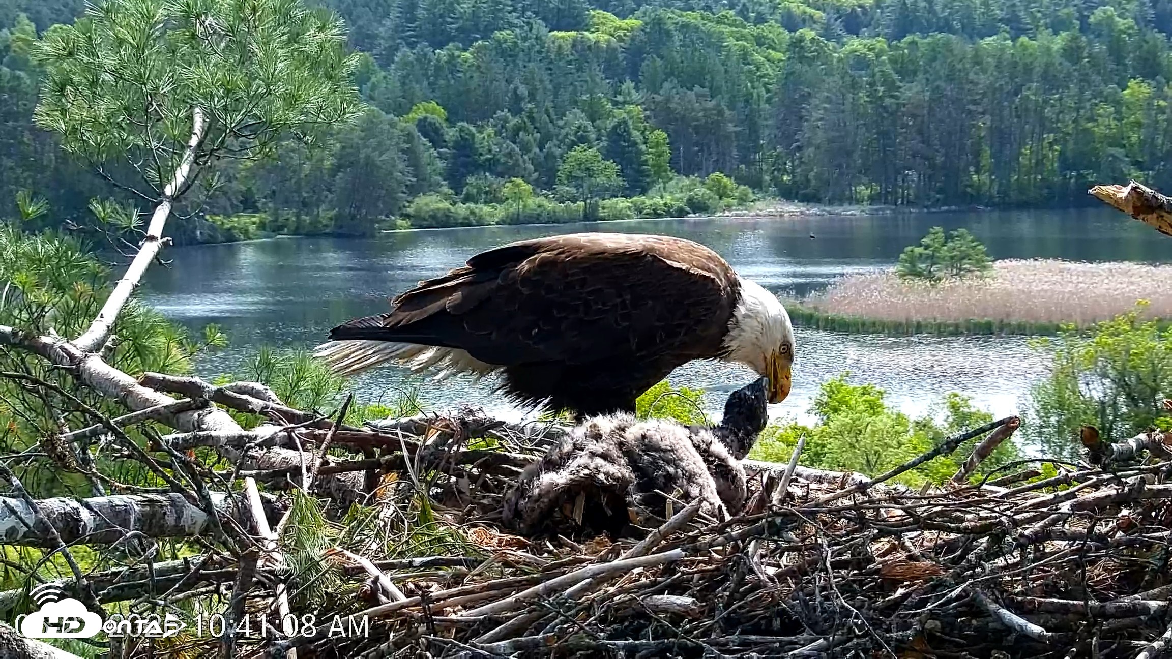 Snapshot of VINS Bald Eagles Nest Live Cams taken May 27, 2026, 10:41am EDT