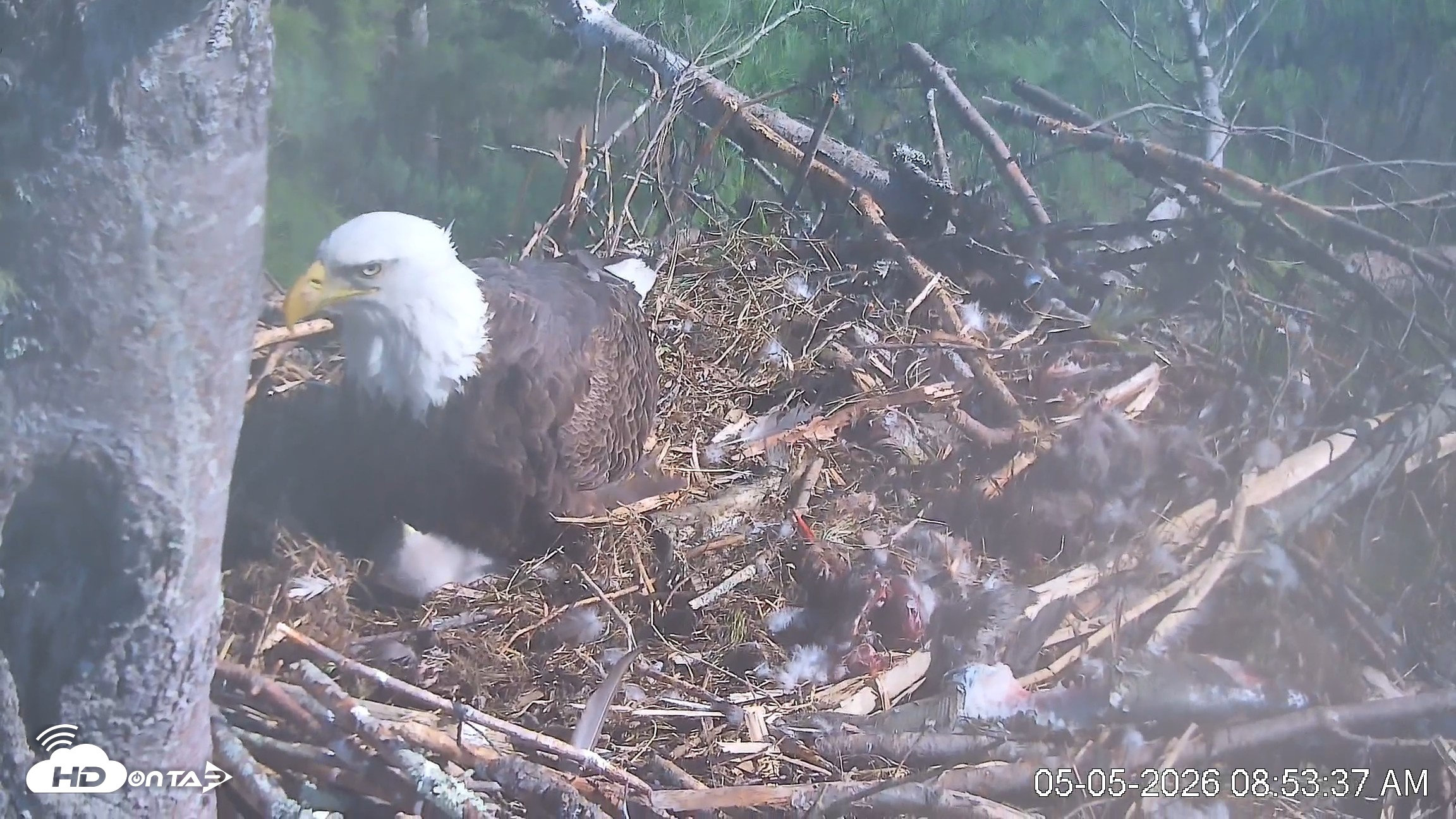 Snapshot of VINS Bald Eagles Nest Live Cams taken May 5, 2026, 8:54am EDT