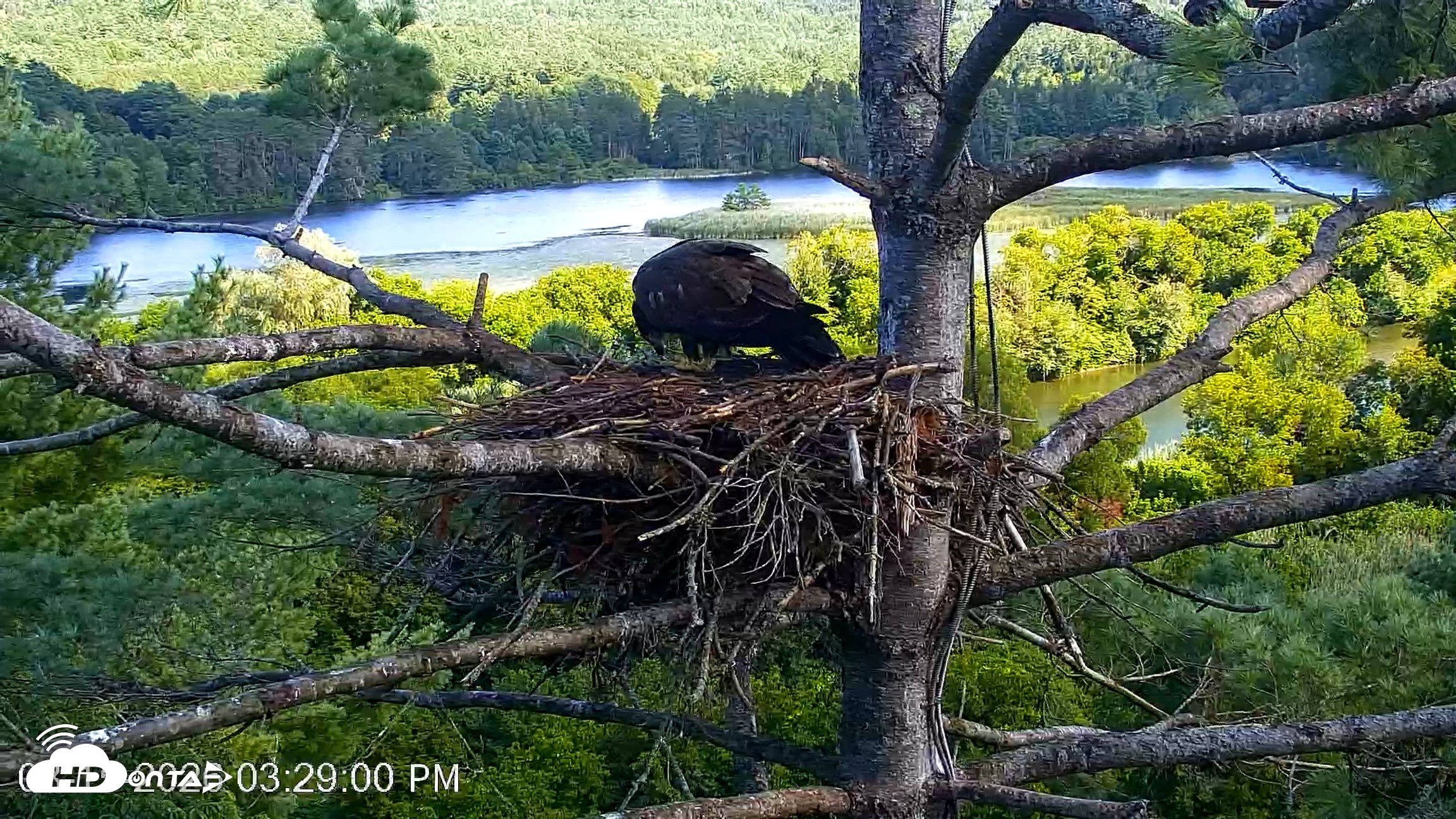 Snapshot of VINS Bald Eagles Nest Live Cams taken Aug 15, 2026, 3:29pm EDT