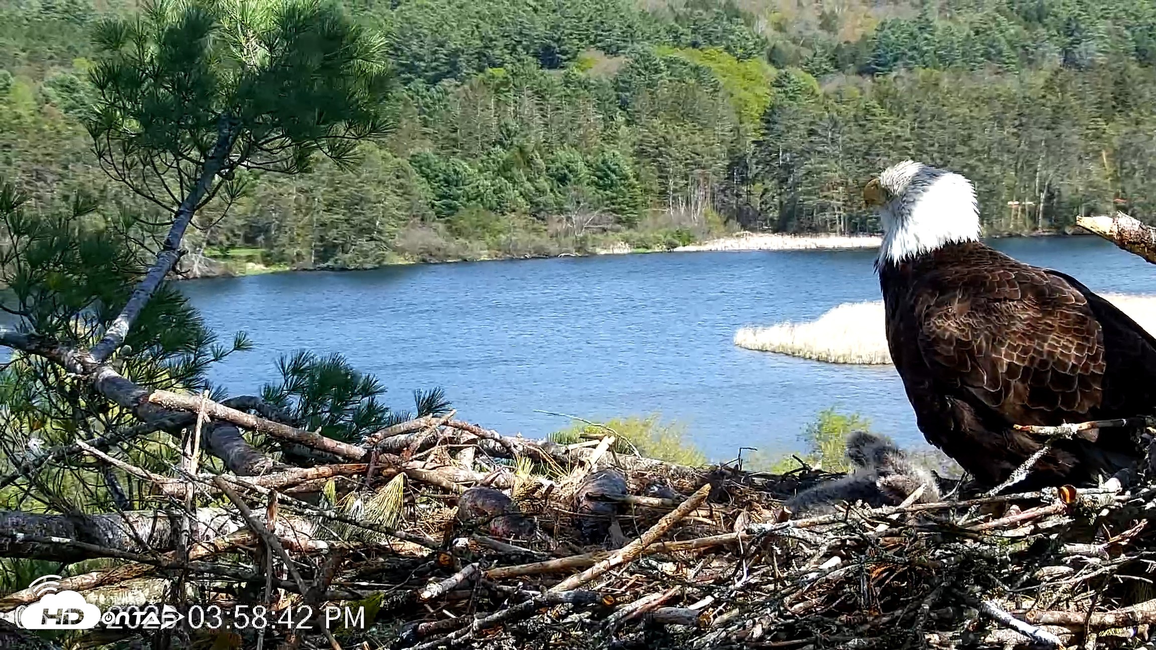 Snapshot of VINS Bald Eagles Nest Live Cams taken May 12, 2026, 3:59pm EDT