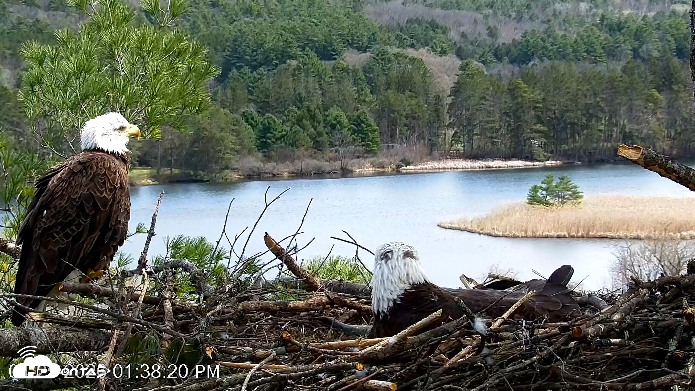 Snapshot of VINS Bald Eagles Nest Live Cams taken Apr 25, 2026, 1:39pm EDT