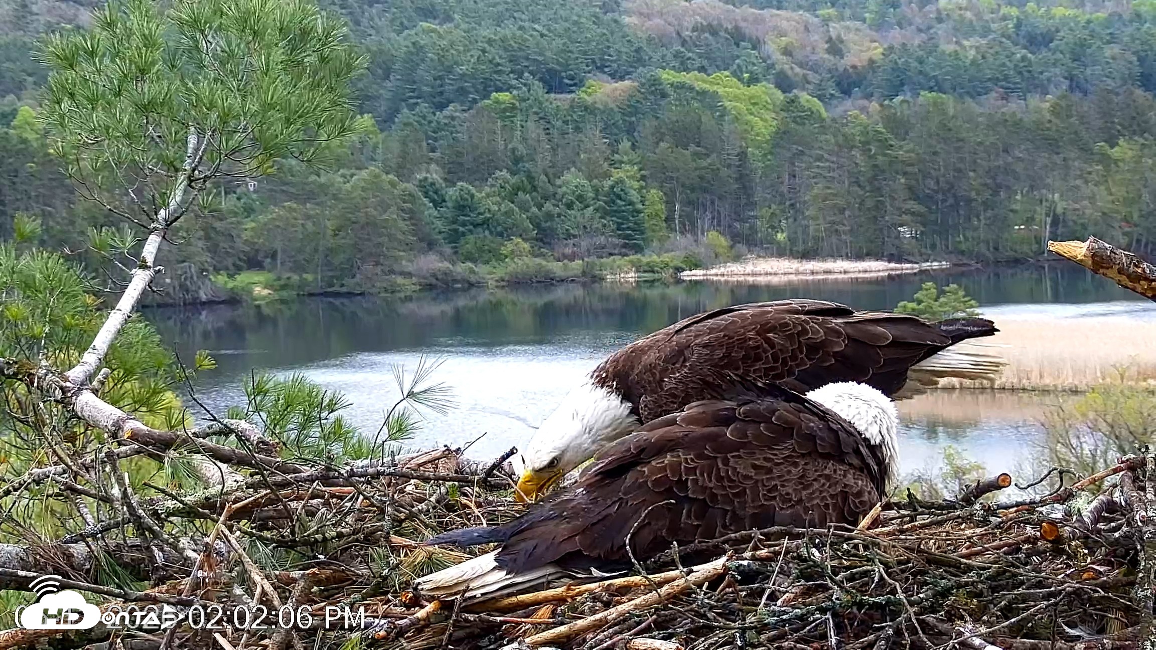 Snapshot of VINS Bald Eagles Nest Live Cams taken May 13, 2026, 2:02pm EDT