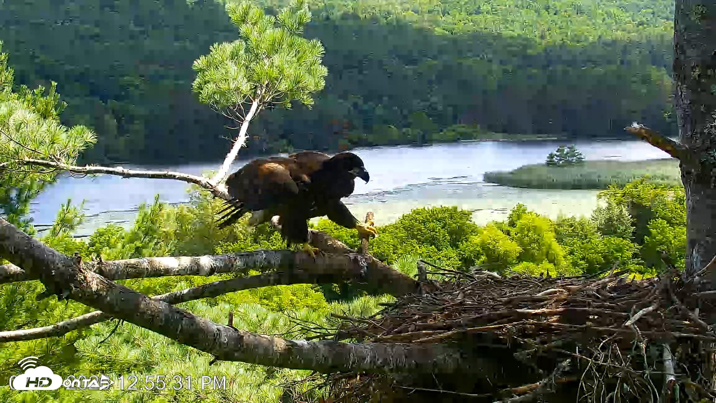 Snapshot of VINS Bald Eagles Nest Live Cams taken Jul 23, 2026, 12:56pm EDT