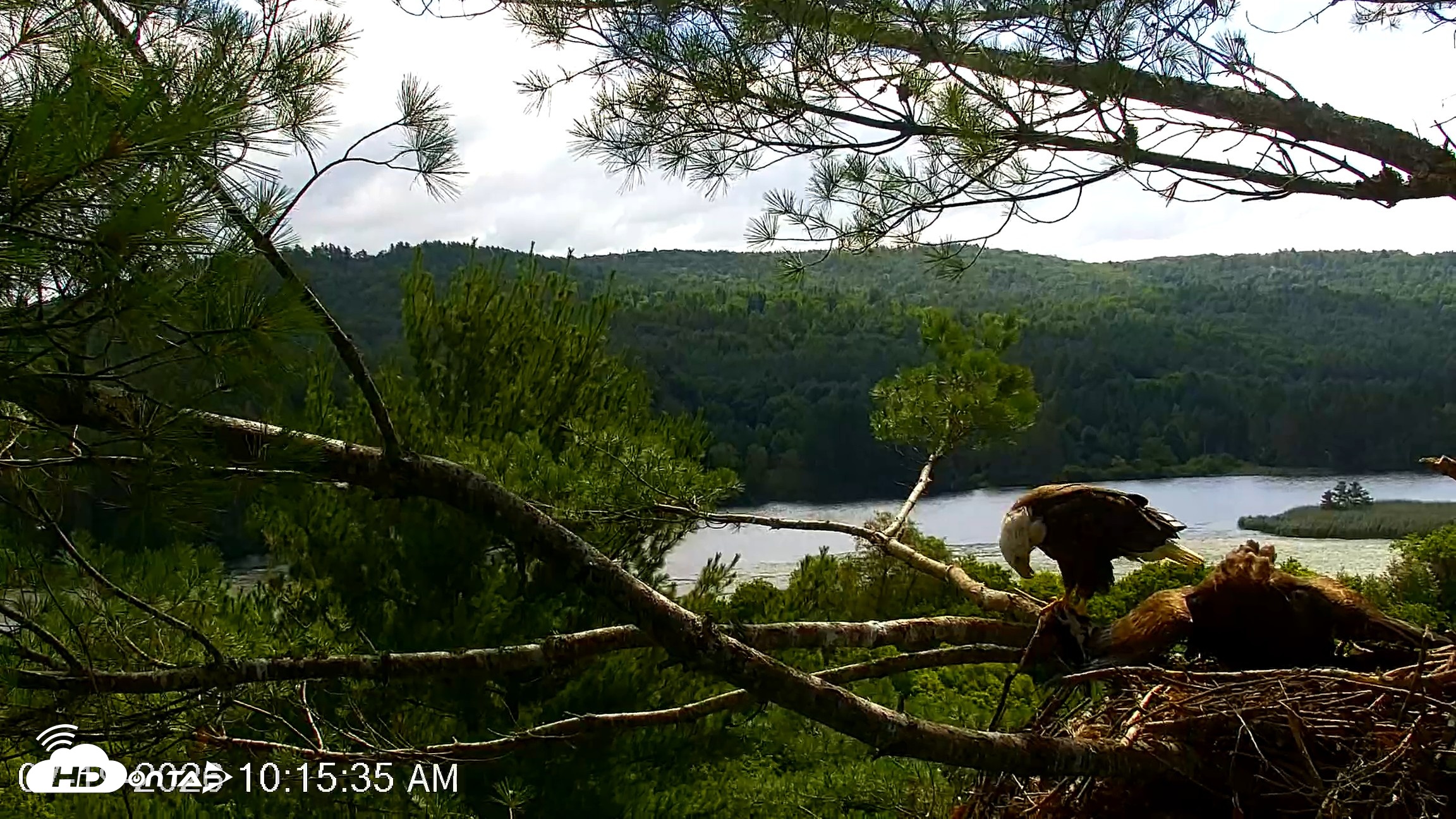 Snapshot of VINS Bald Eagles Nest Live Cams taken Jul 19, 2026, 10:16am EDT