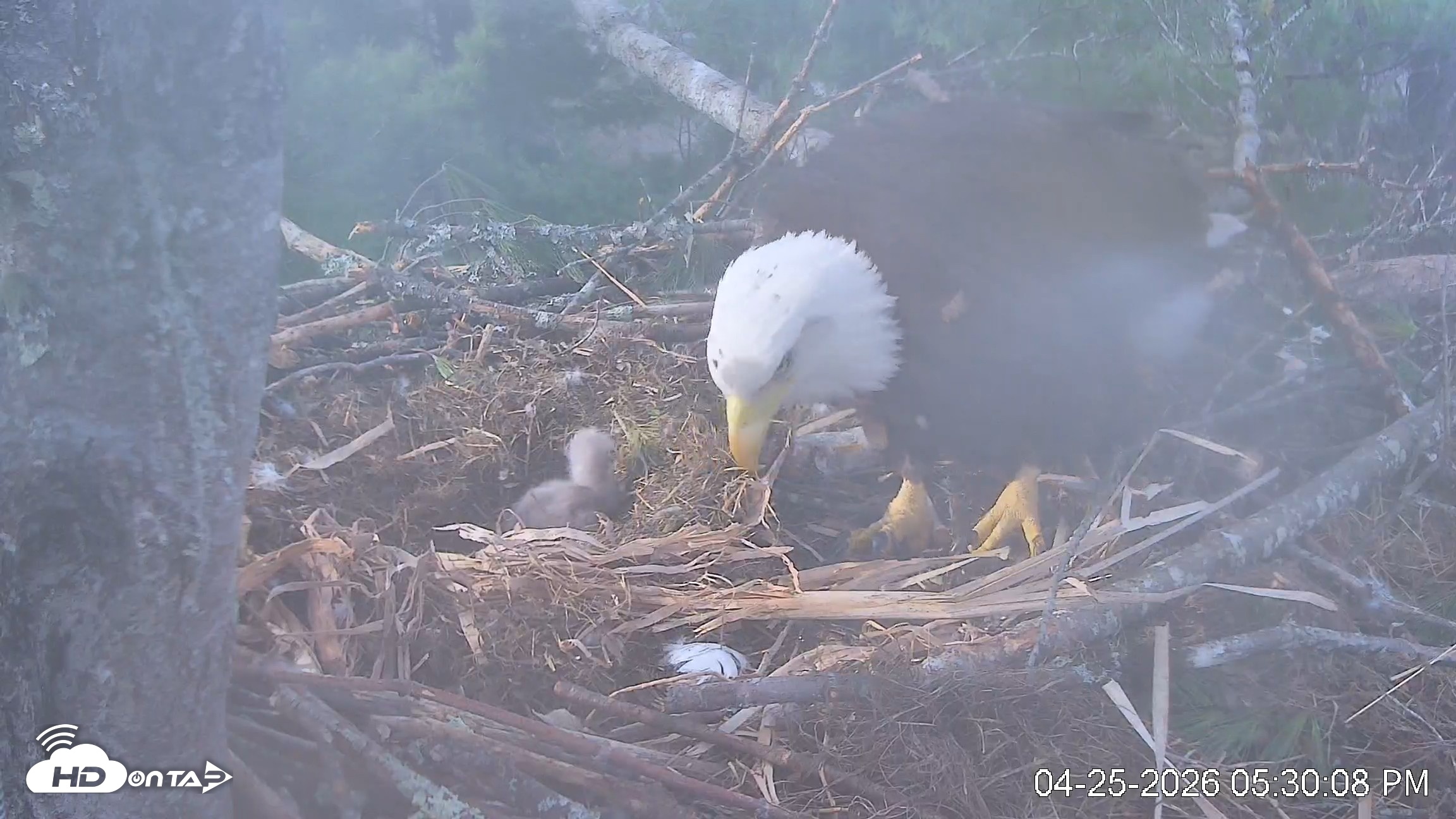 Snapshot of VINS Bald Eagles Nest Live Cams taken Apr 25, 2026, 5:30pm EDT