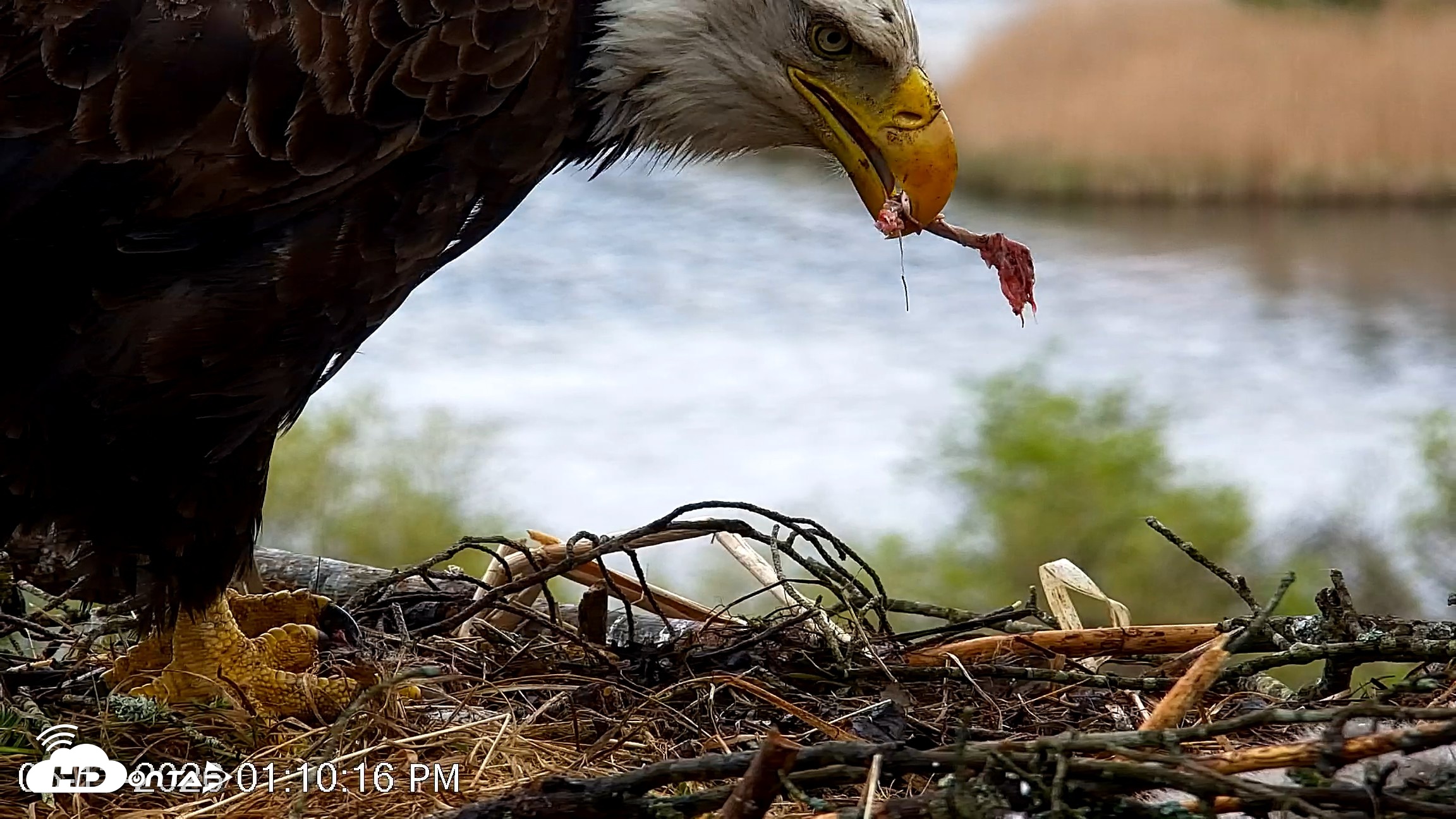 Snapshot of VINS Bald Eagles Nest Live Cams taken May 13, 2026, 1:10pm EDT