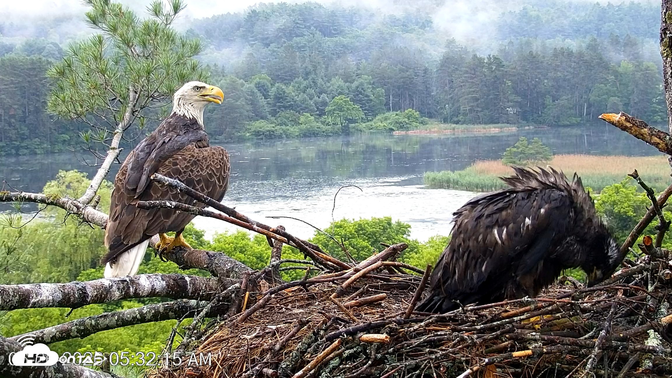 Snapshot of VINS Bald Eagles Nest Live Cams taken Jun 26, 2026, 5:33am EDT