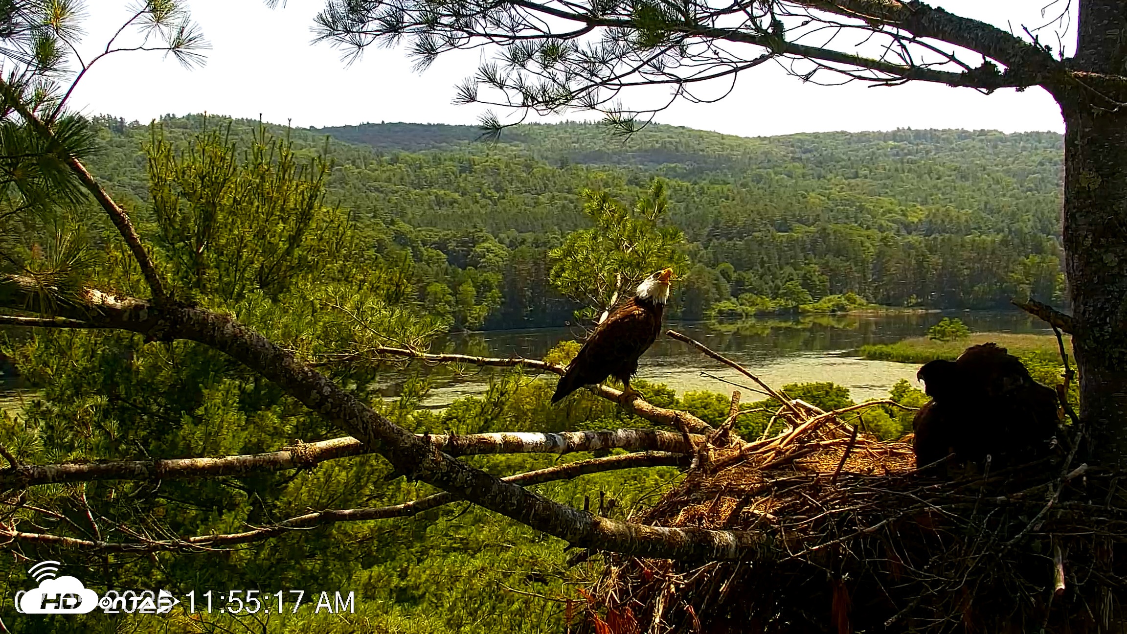 Snapshot of VINS Bald Eagles Nest Live Cams taken Jul 5, 2026, 11:55am EDT