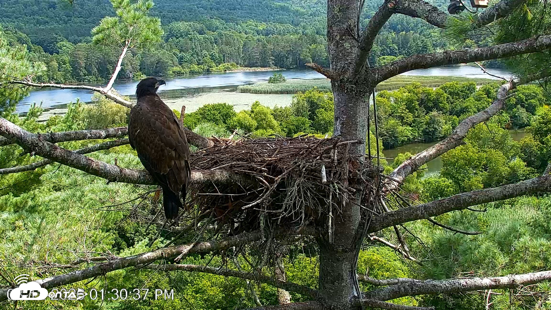 Snapshot of VINS Bald Eagles Nest Live Cams taken Aug 12, 2026, 1:31pm EDT