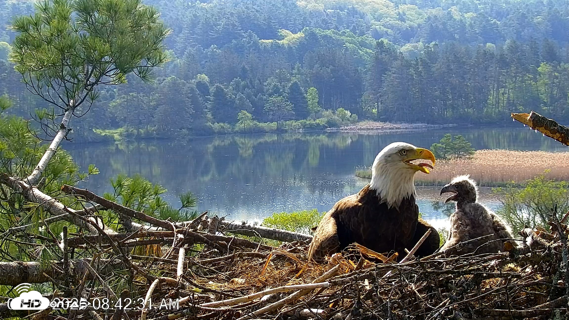 Snapshot of VINS Bald Eagles Nest Live Cams taken May 19, 2026, 8:43am EDT
