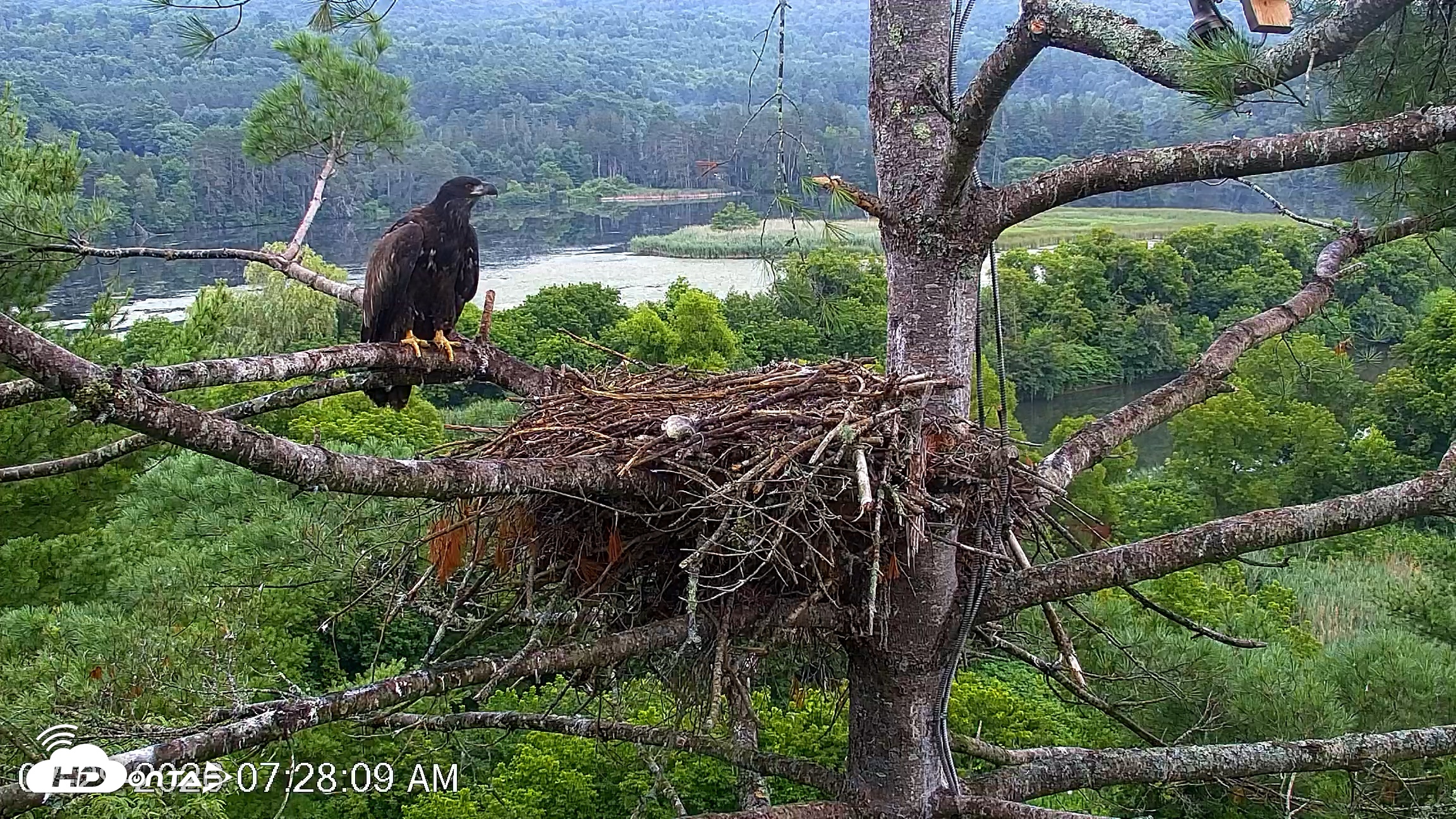 Snapshot of VINS Bald Eagles Nest Live Cams taken Jul 29, 2026, 7:28am EDT