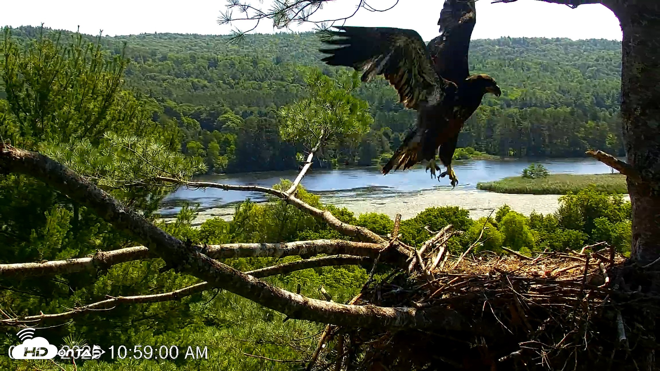 Snapshot of VINS Bald Eagles Nest Live Cams taken Jul 17, 2026, 10:59am EDT