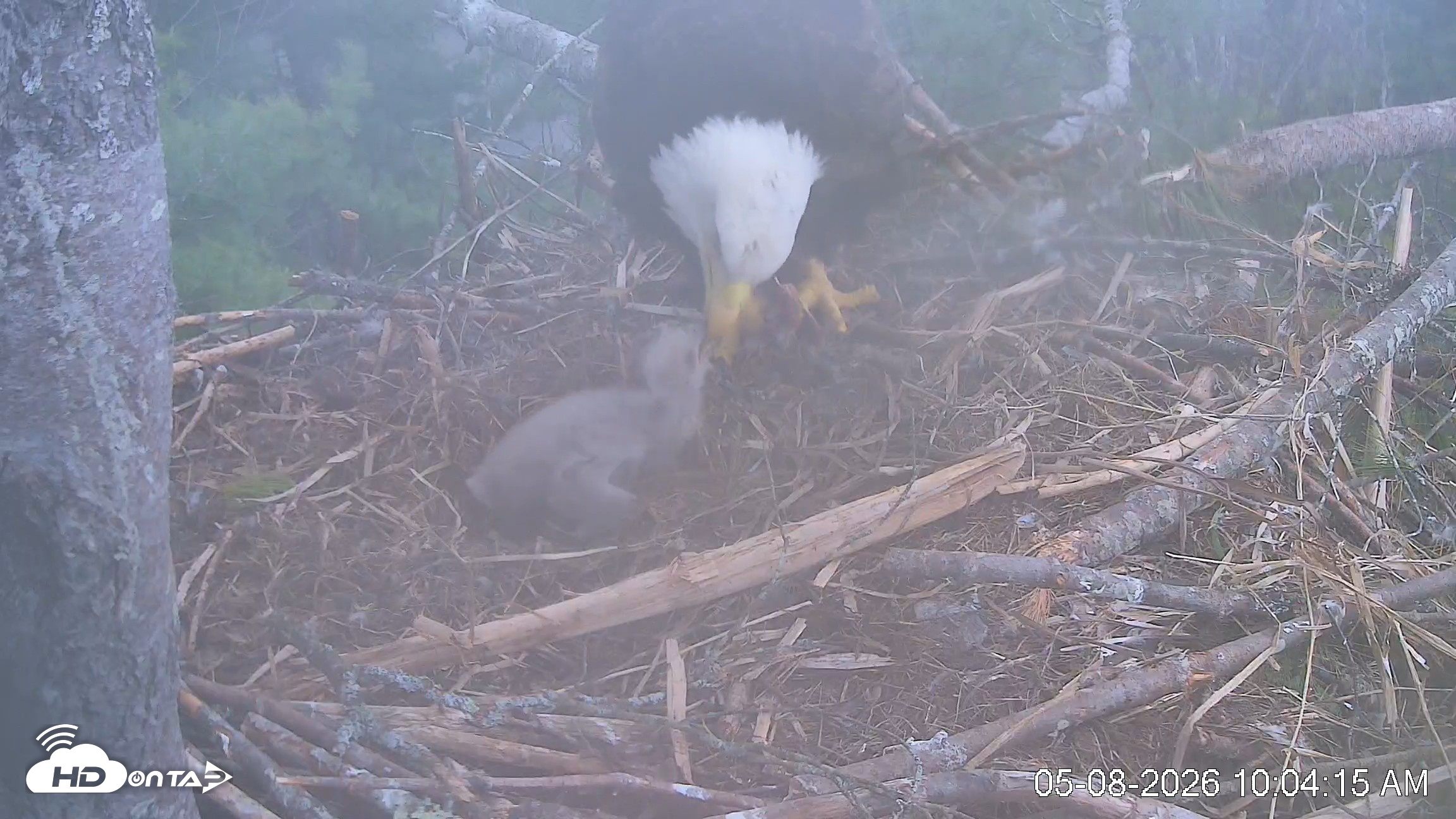 Snapshot of VINS Bald Eagles Nest Live Cams taken May 8, 2026, 10:05am EDT