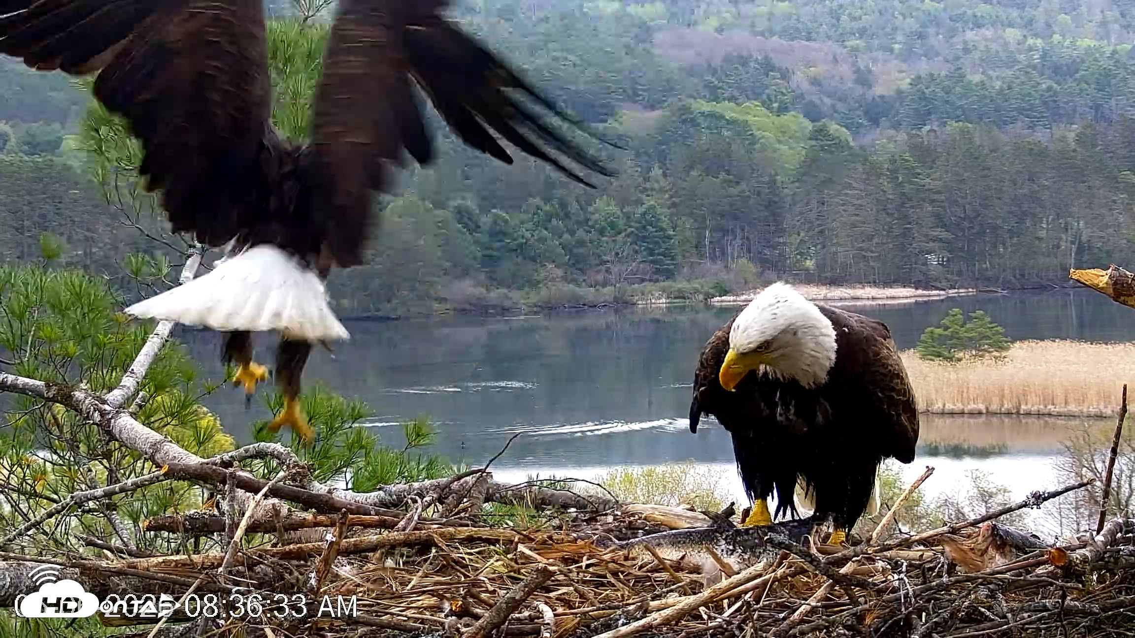 Snapshot of VINS Bald Eagles Nest Live Cams taken May 6, 2026, 8:37am EDT
