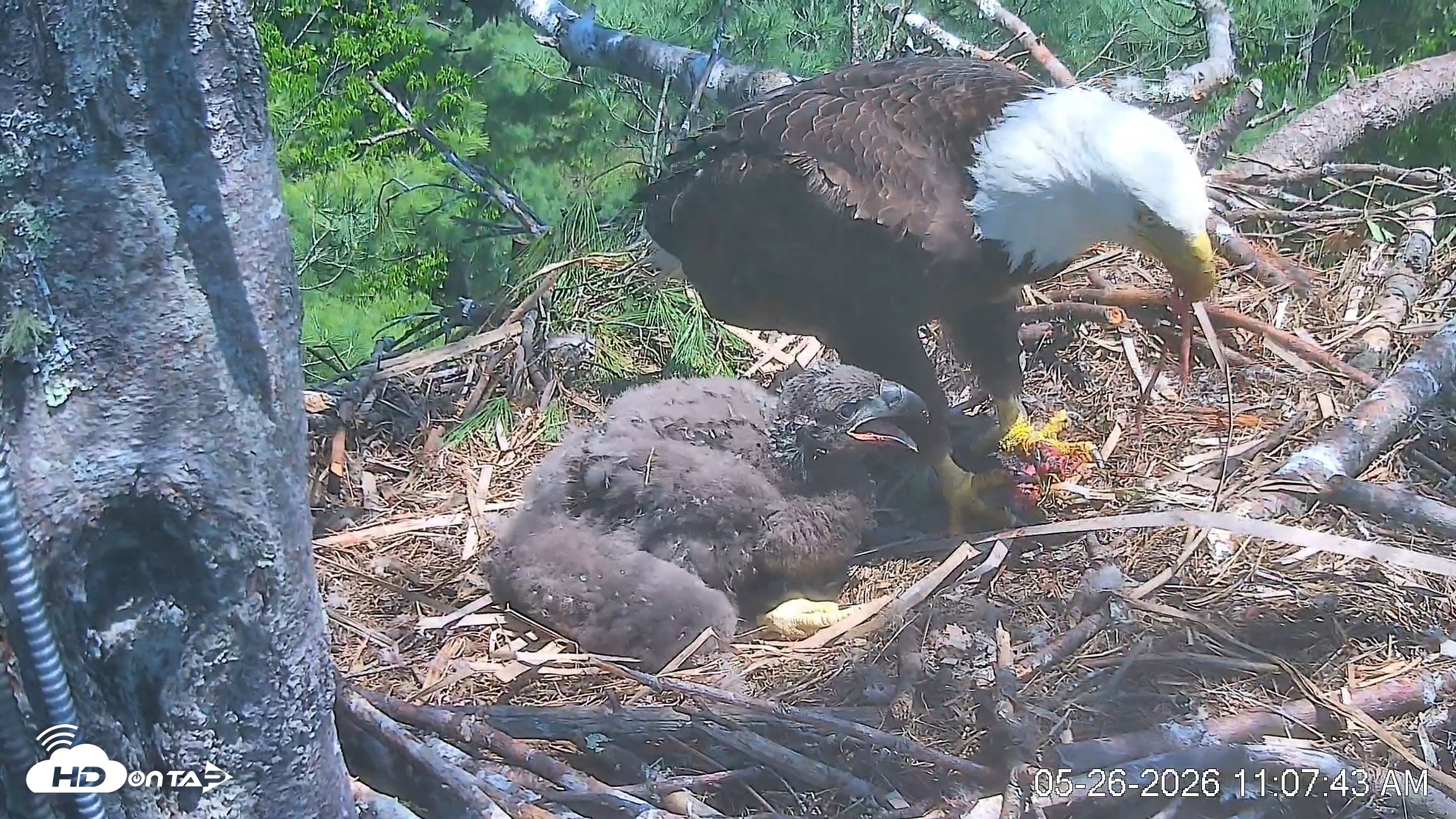 Snapshot of VINS Bald Eagles Nest Live Cams taken May 26, 2026, 11:08am EDT