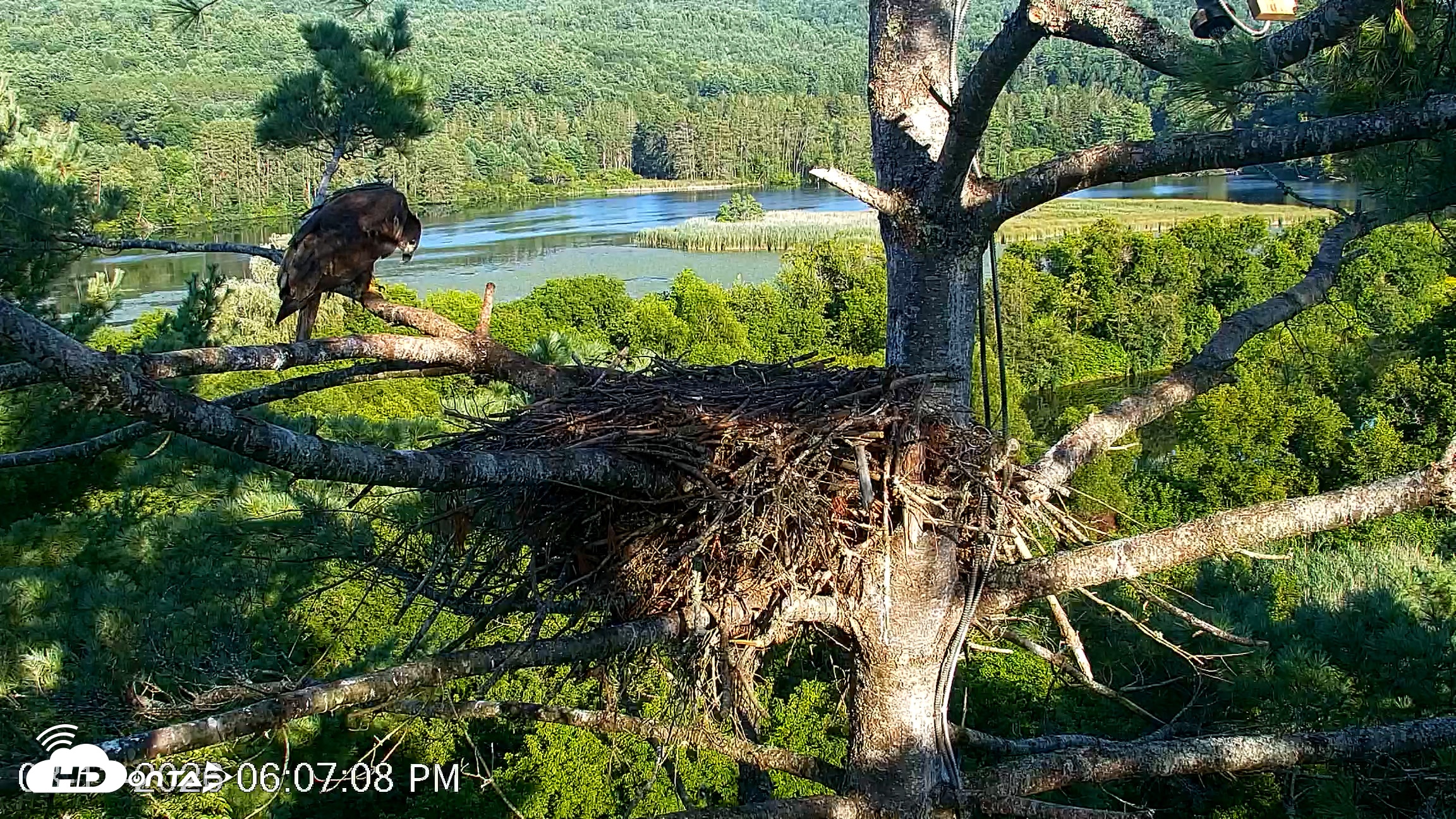 Snapshot of VINS Bald Eagles Nest Live Cams taken Aug 13, 2026, 6:08pm EDT