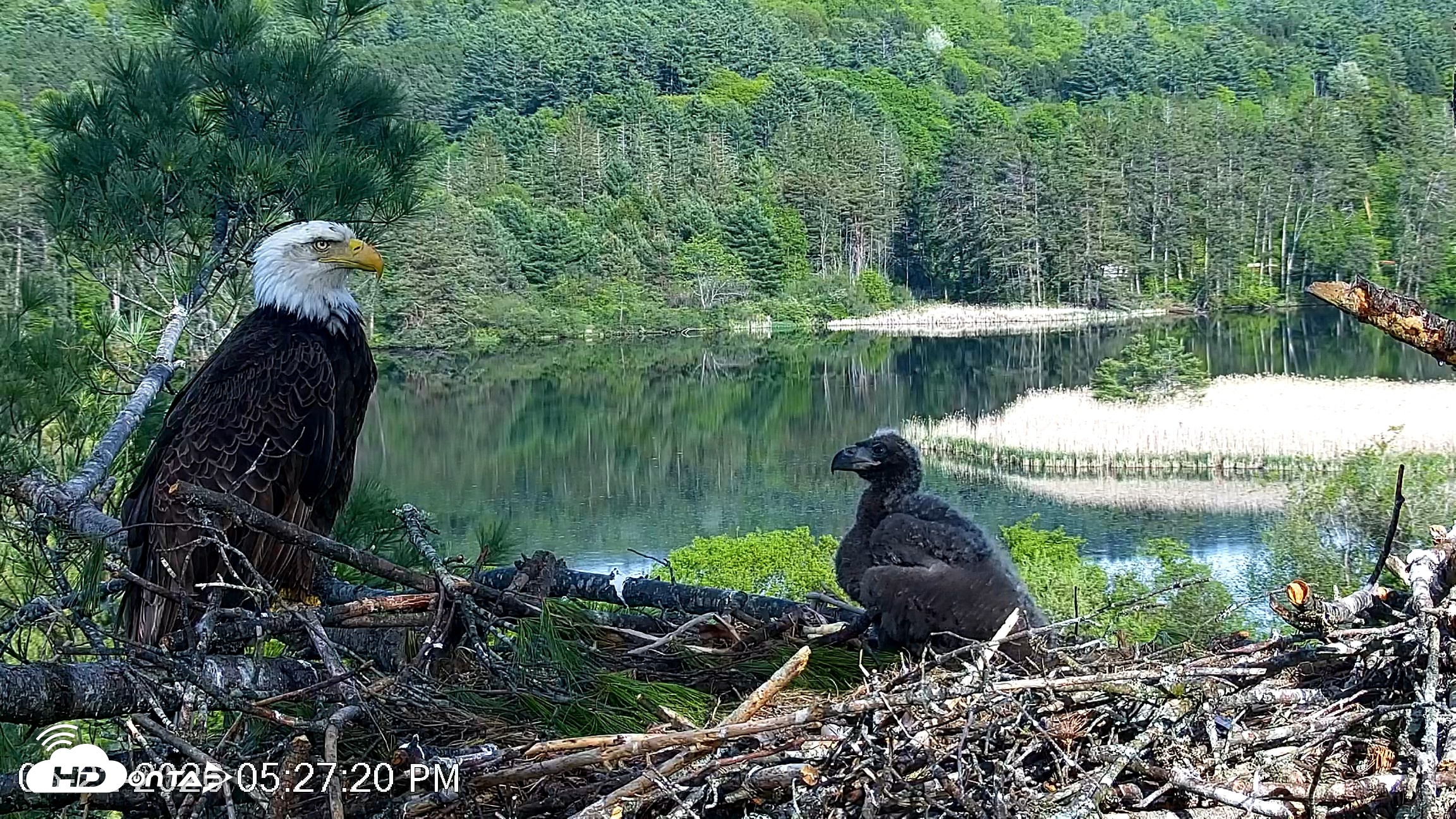 Snapshot of VINS Bald Eagles Nest Live Cams taken May 22, 2026, 5:28pm EDT