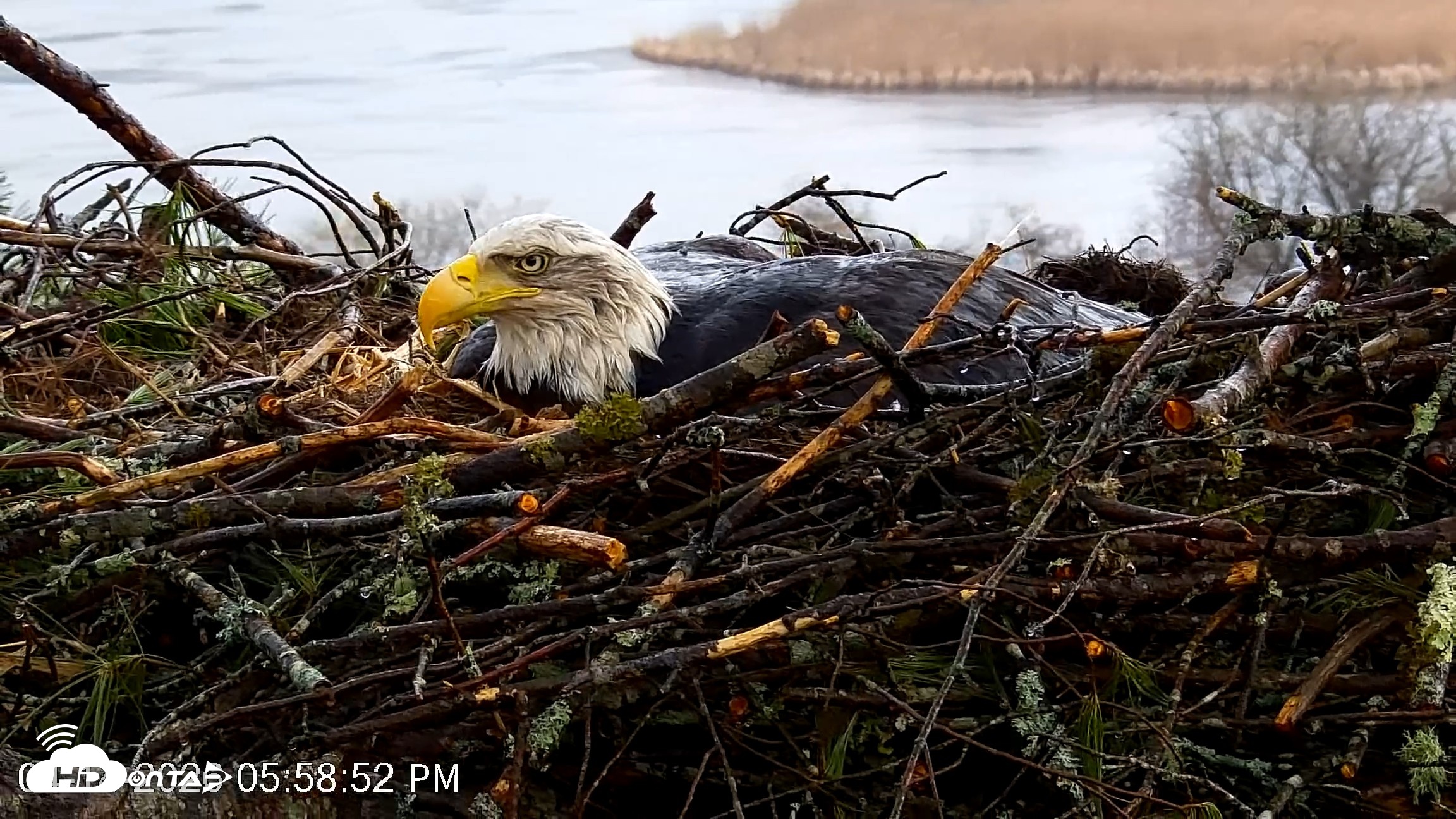 Snapshot of VINS Bald Eagles Nest Live Cams taken Apr 14, 2026, 5:59pm EDT